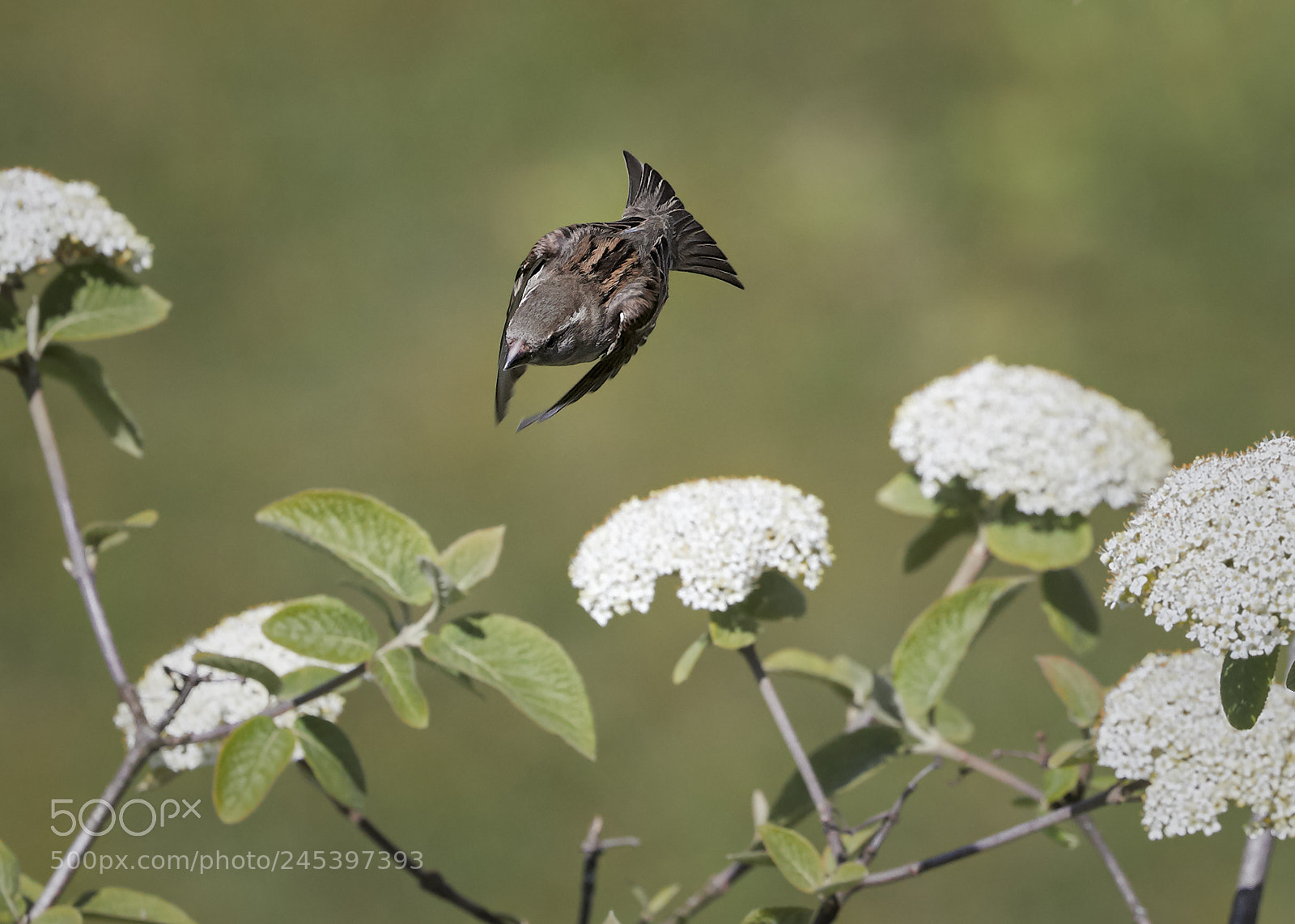Canon EOS-1D X Mark II sample photo. Sparrow photography