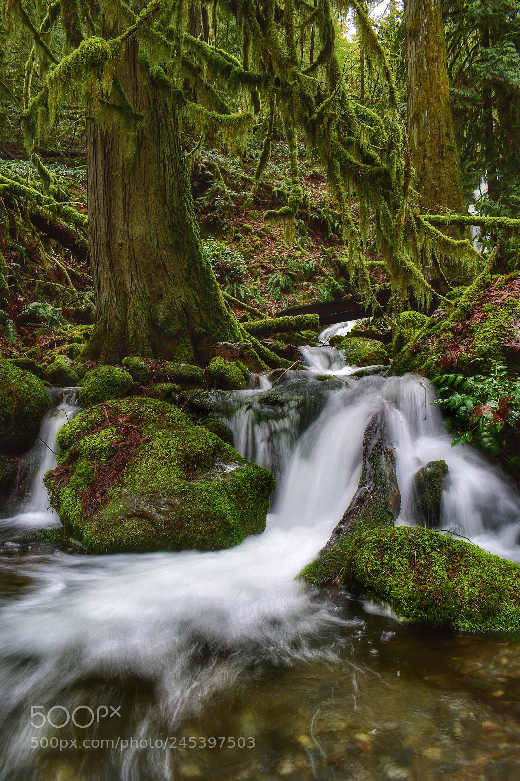 Nikon D3400 sample photo. Trailside falls photography