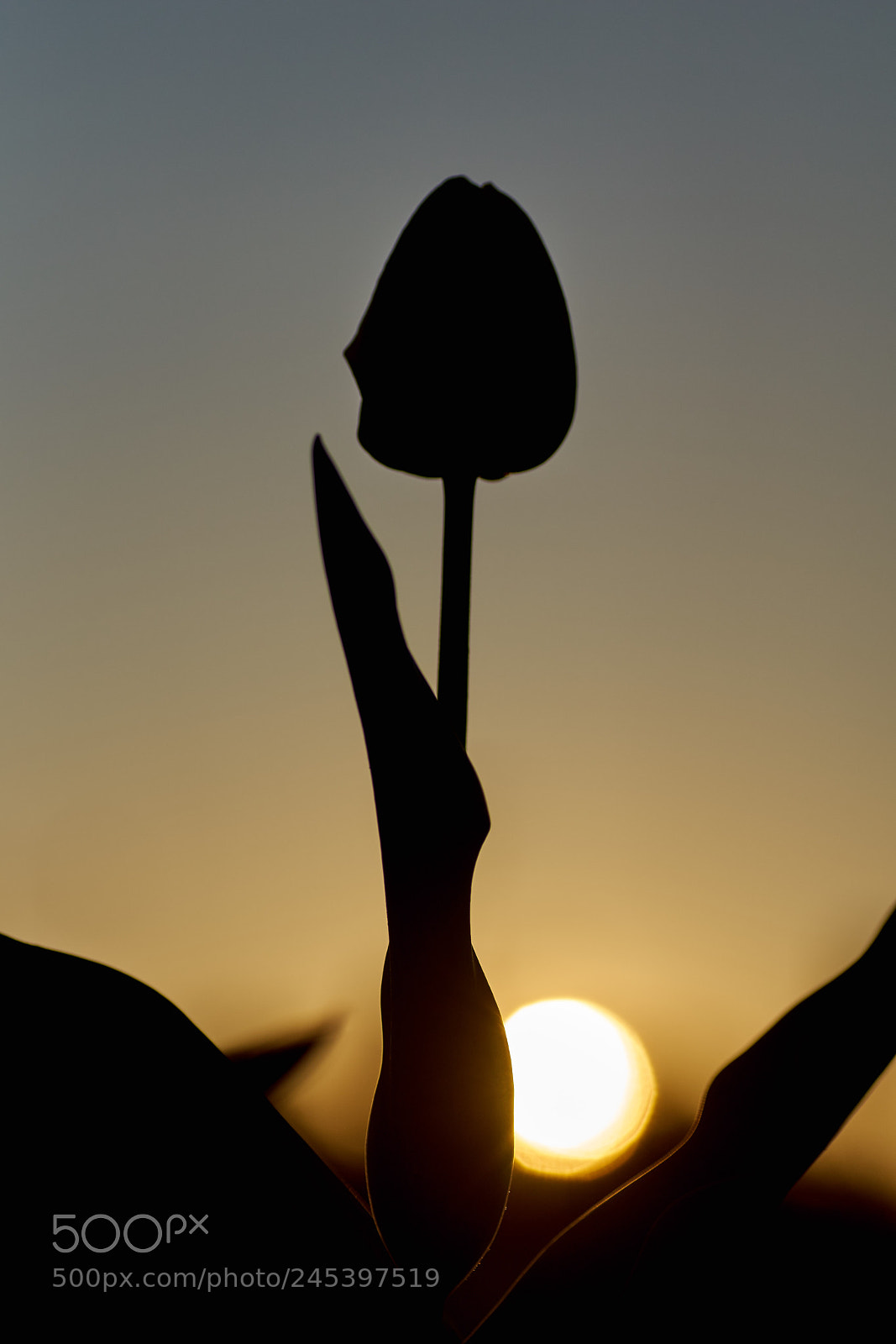 Sony SLT-A68 sample photo. Morning glow photography