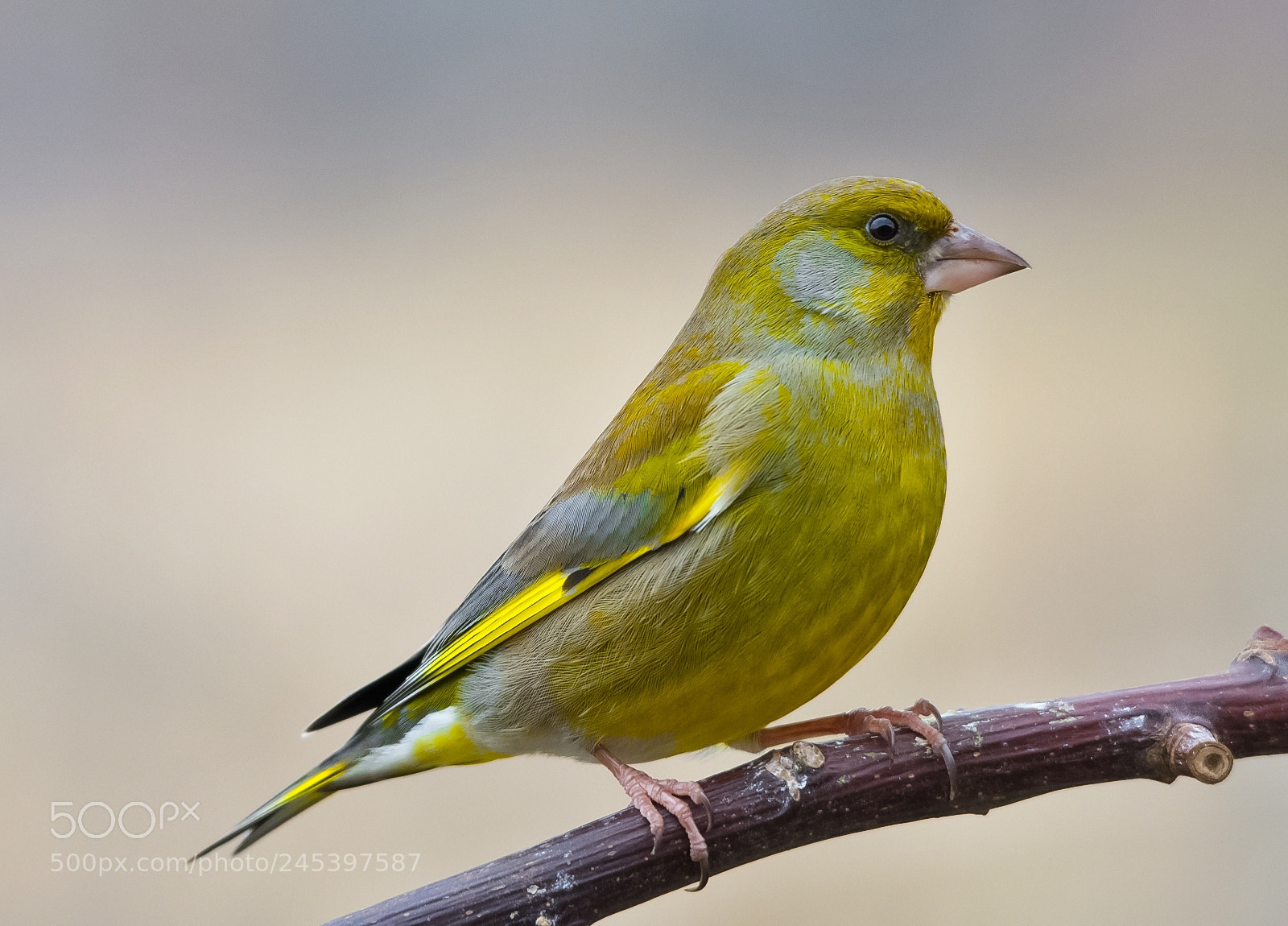 Nikon D7200 sample photo. Greenfinch photography