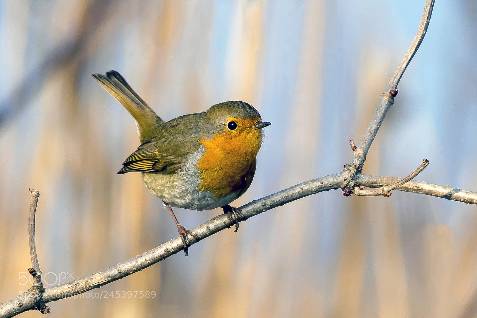 Pentax KP sample photo. European robin photography