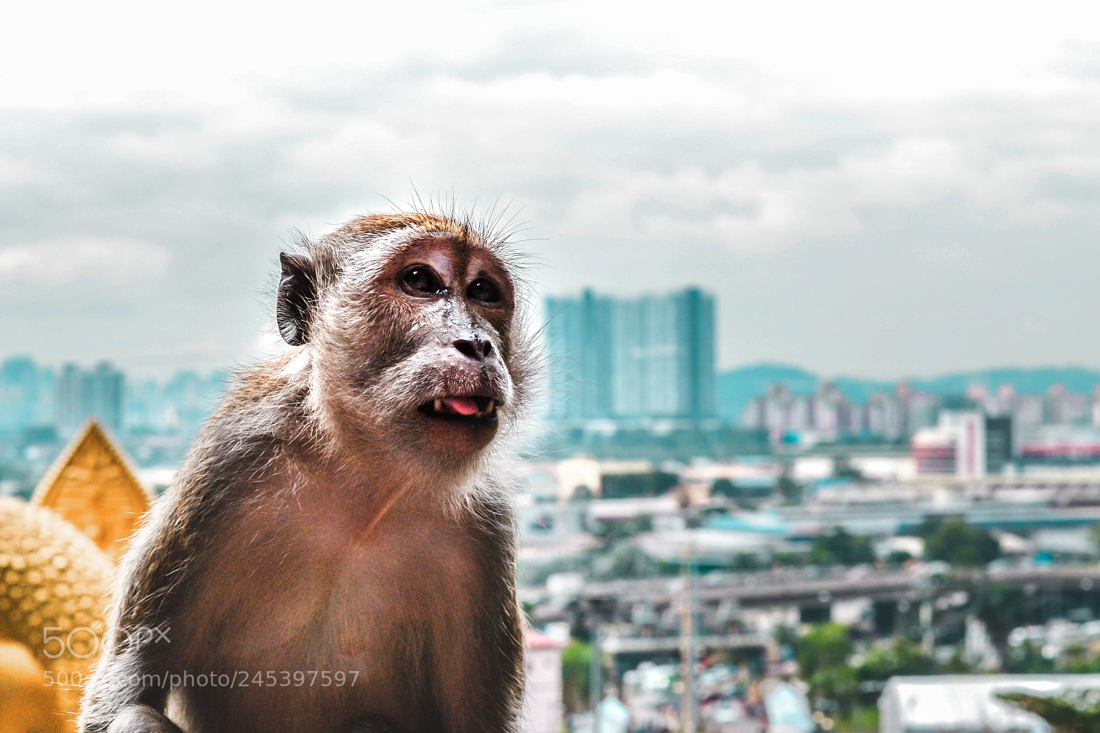 Nikon D3100 sample photo. Monkey on top of photography