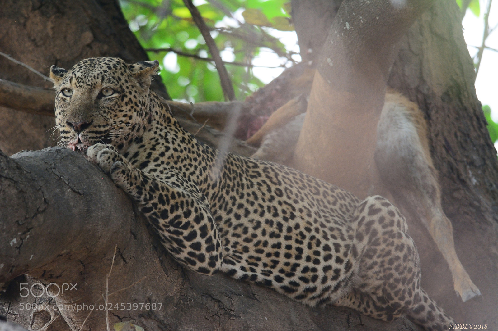 Nikon D7100 sample photo. Leopard on a tree photography