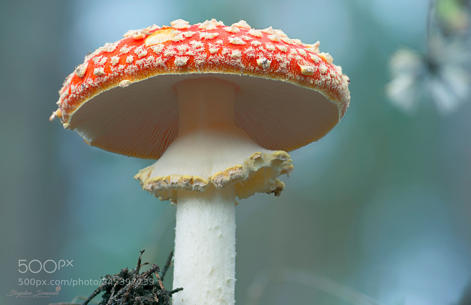 Nikon D5200 sample photo. In the forest photography