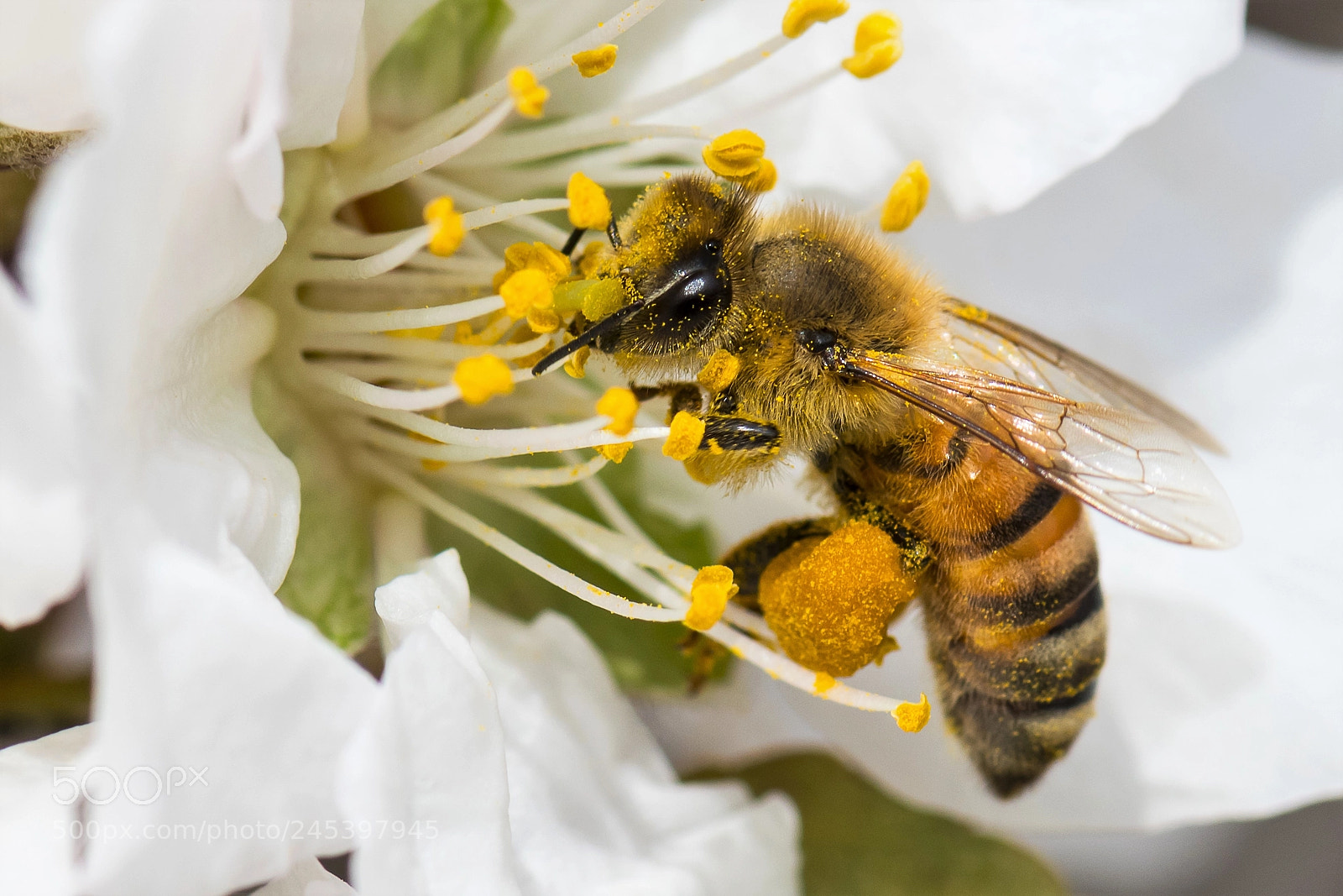 Nikon D500 sample photo. Bee photography