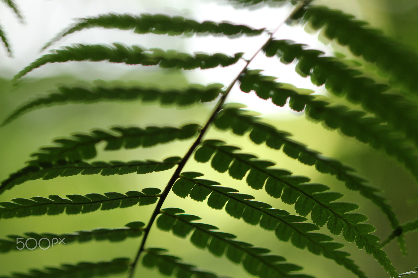 Canon EF 100mm F2.8L Macro IS USM sample photo. Dans les sous-bois photography