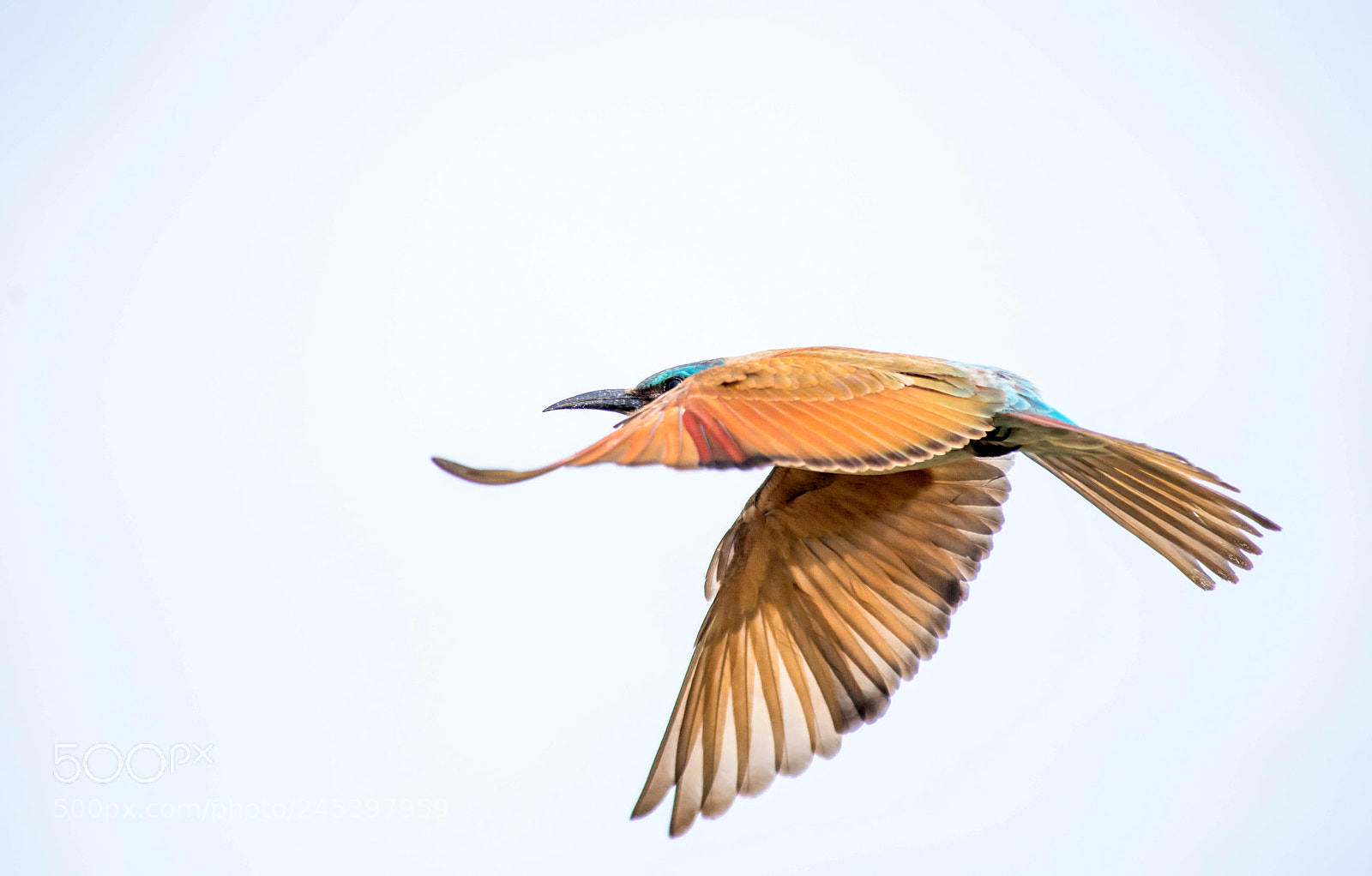 Nikon D810 sample photo. Eye level photography