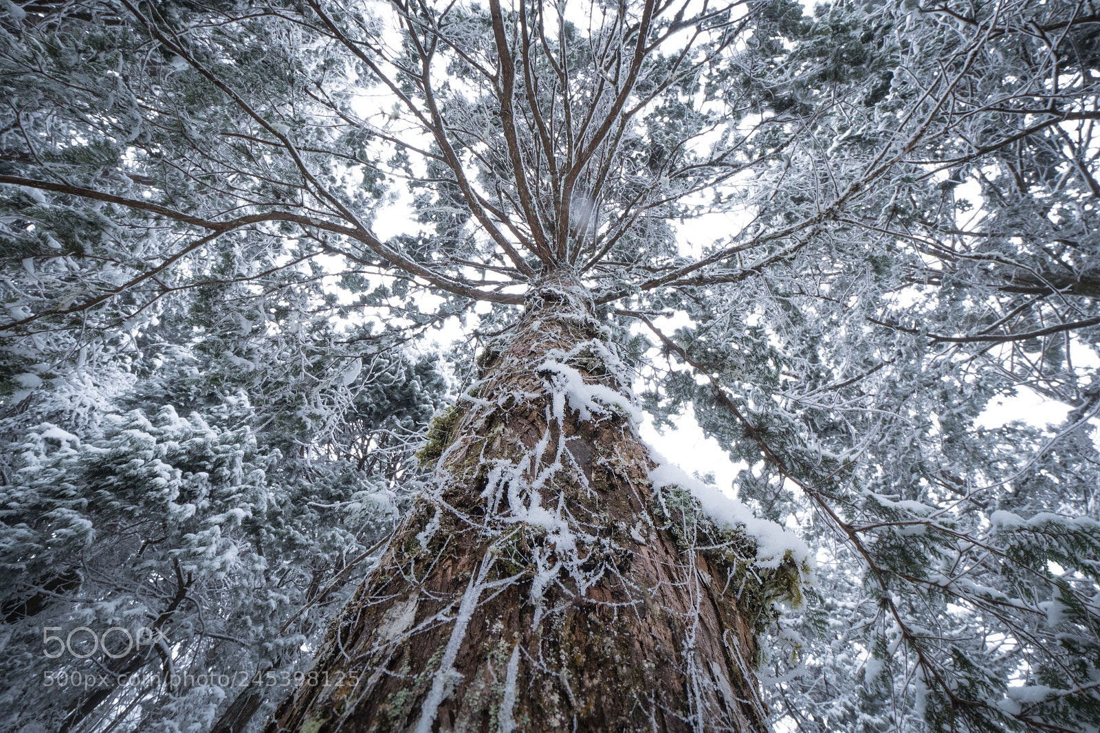 Olympus PEN-F sample photo. 雪見晴｜太平山 photography