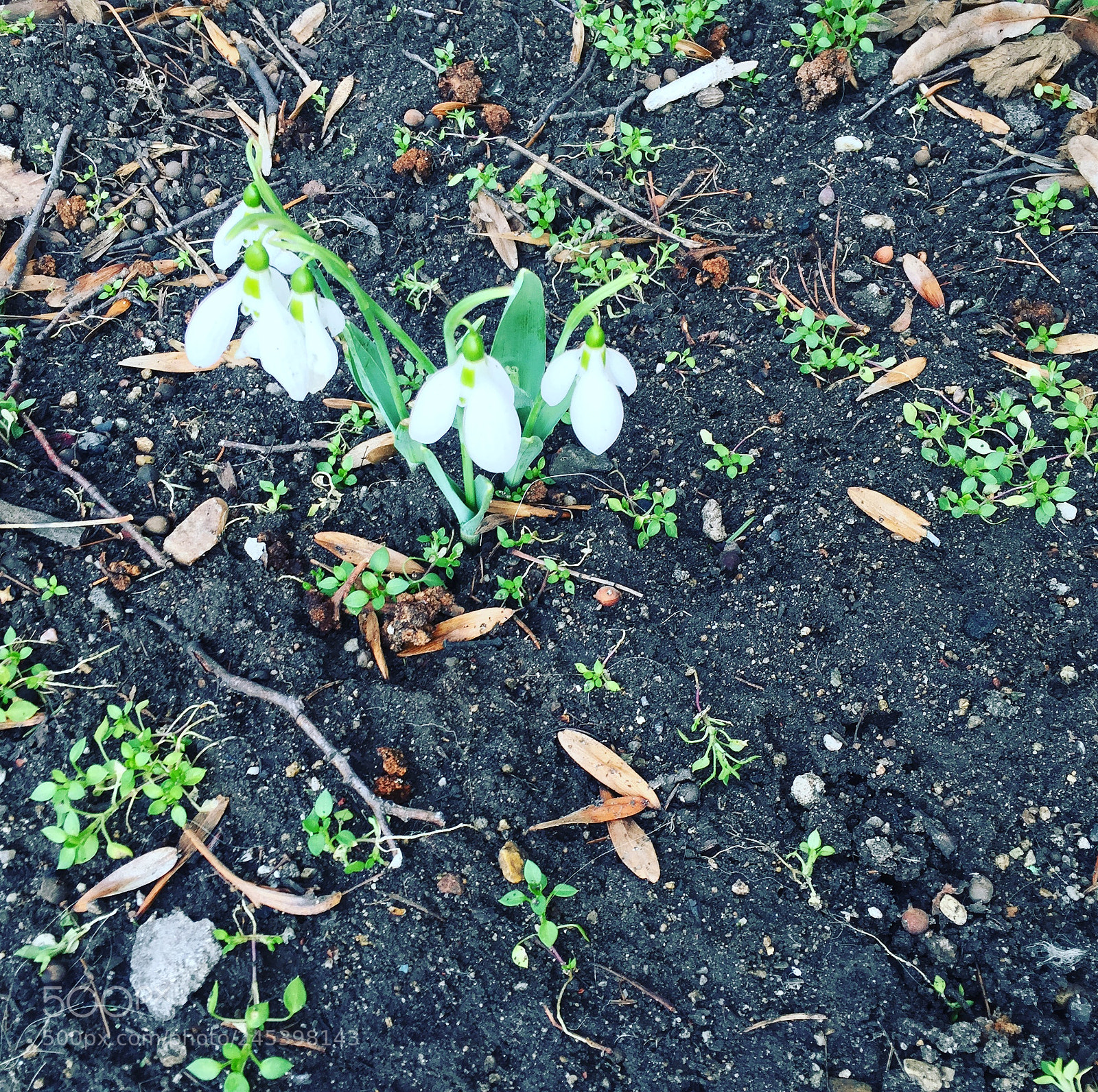 Apple iPhone 6 sample photo. Spring photography