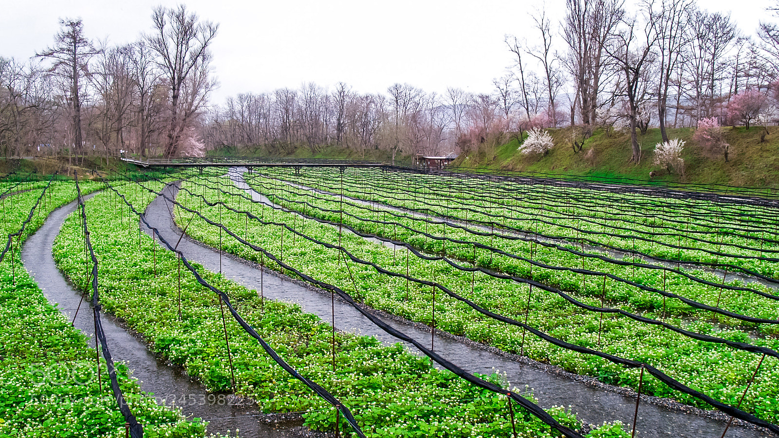 Olympus E-300 (EVOLT E-300) sample photo. Wasabi farm photography