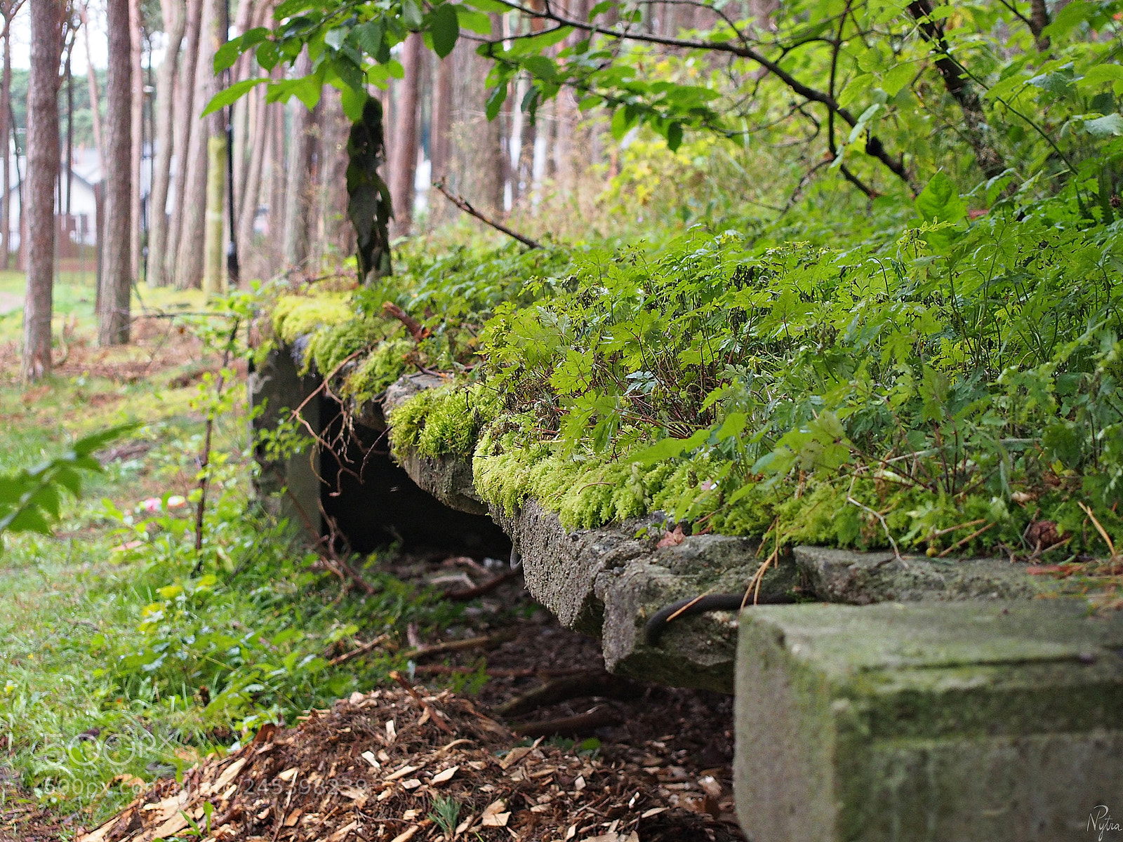 Olympus PEN E-PL5 sample photo. Ruins in międzywodzie. 2 photography