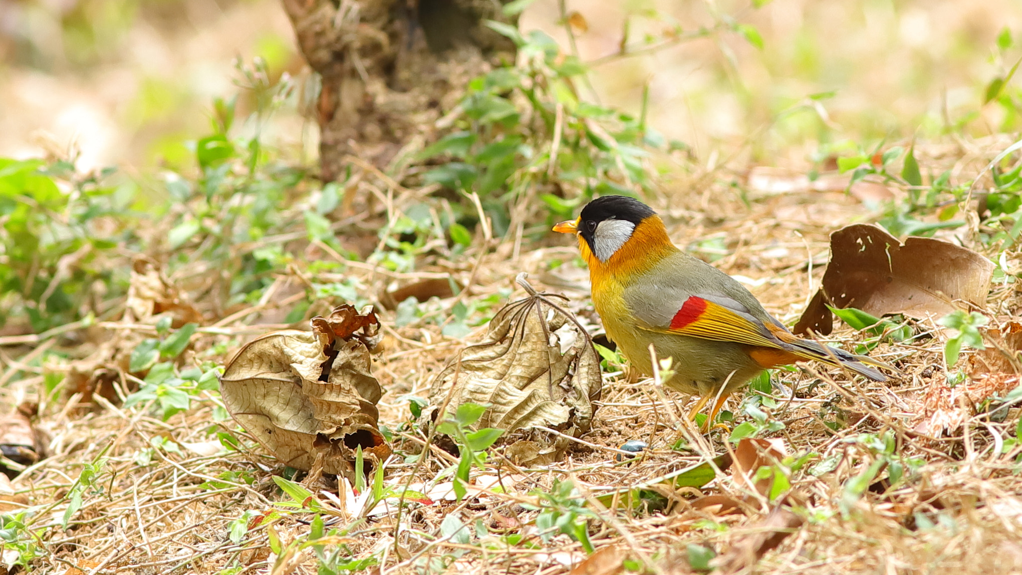 Canon EOS 6D Mark II + Canon EF 300mm F4L IS USM sample photo. 銀耳相思 silver-eared mesia photography