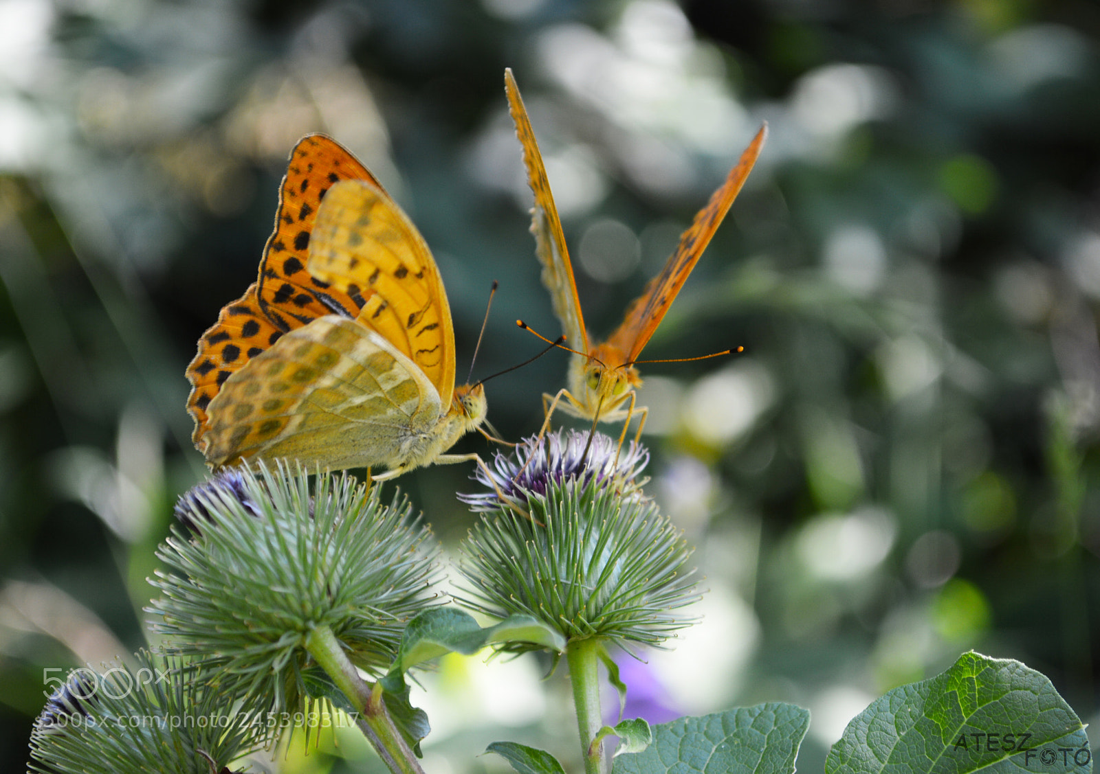 Nikon D3200 sample photo. Look into my eyes photography