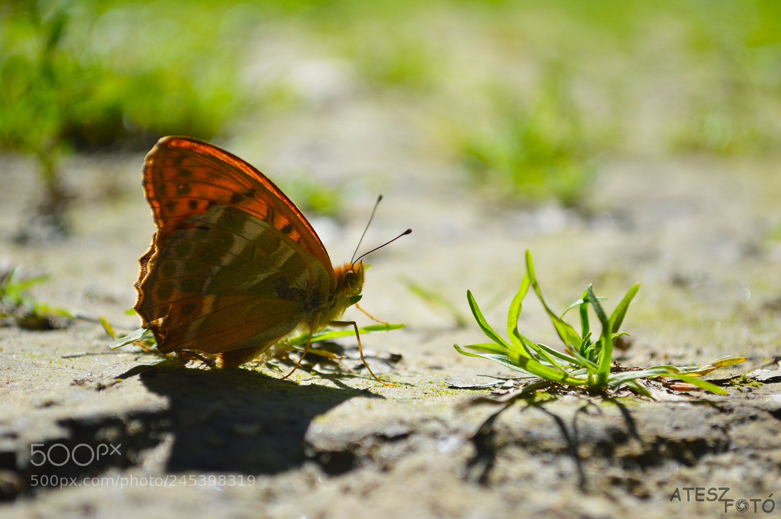 Nikon D3200 sample photo. Butterfly photography