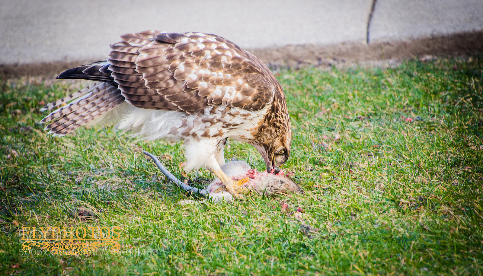 Nikon D500 sample photo. Big hawk in front photography