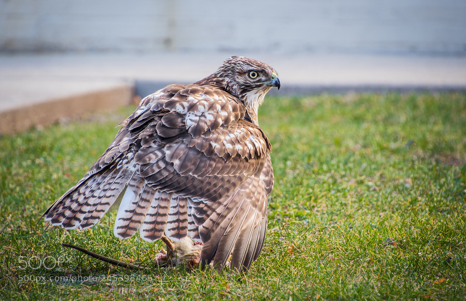 Nikon D500 sample photo. Big hawk in front photography