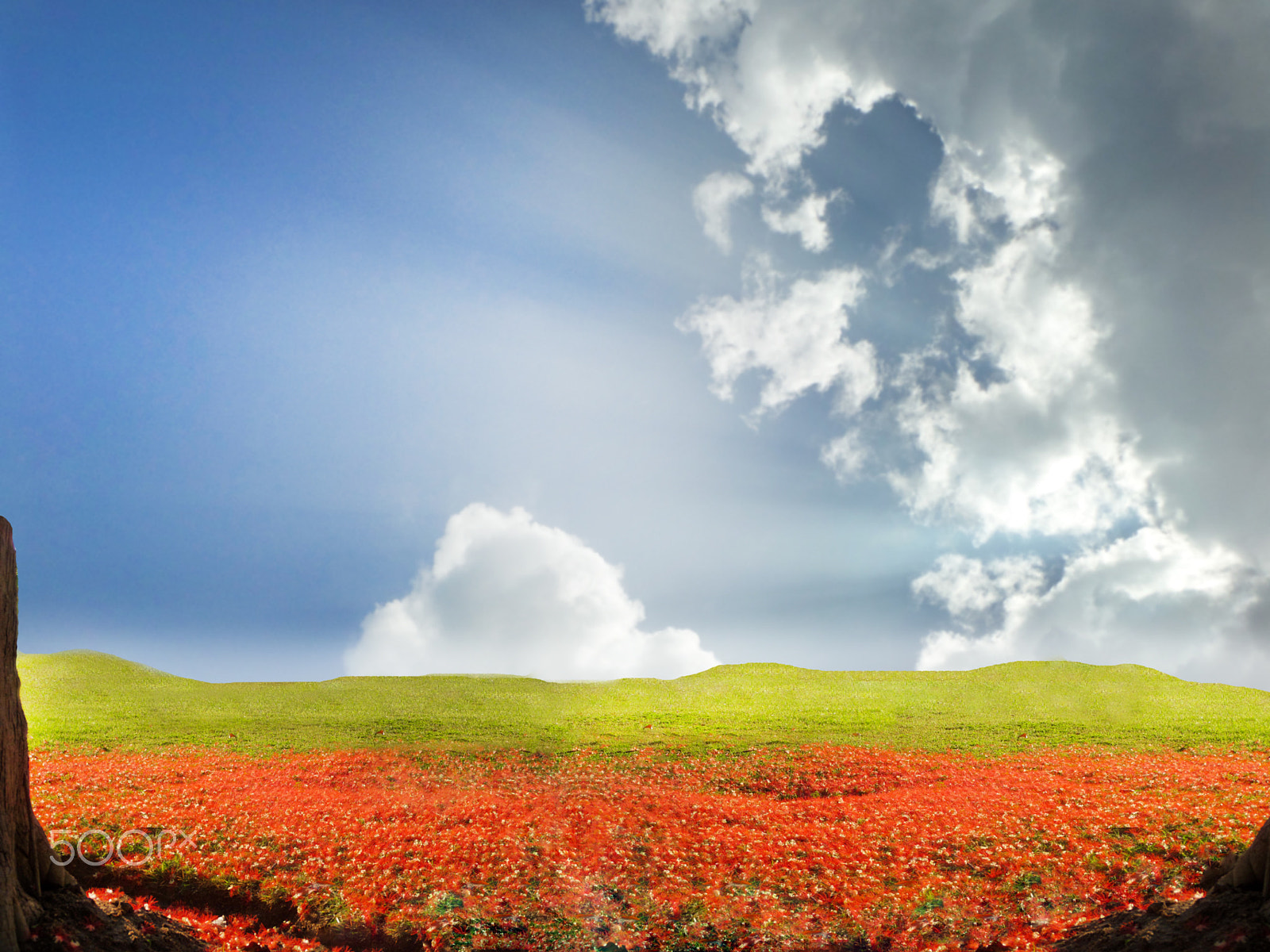 Samsung WB250F/WB251F/WB252F sample photo. Red flower fall in green field fog on top of glass photography