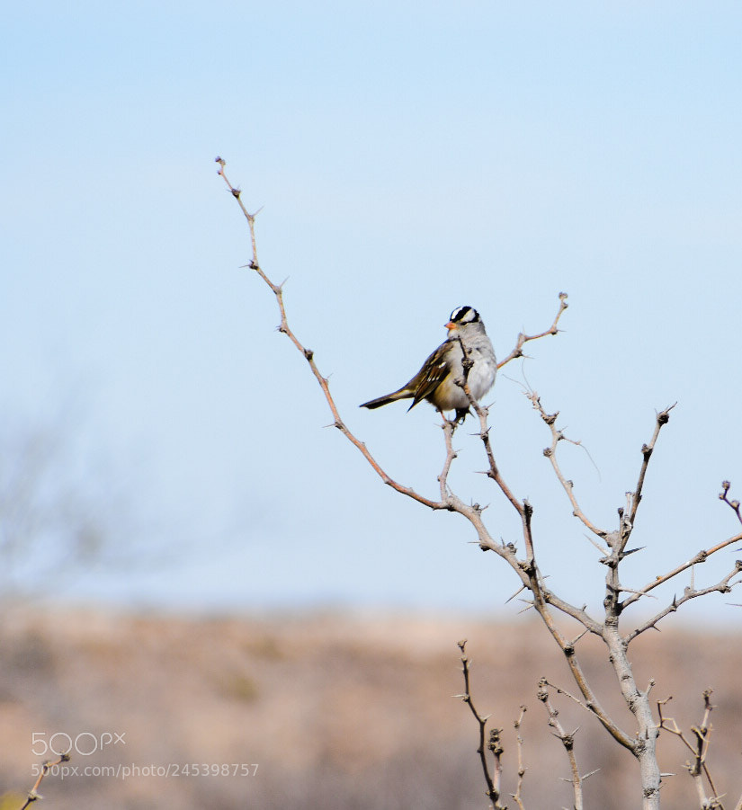 Nikon D3400 sample photo. Birdie photography