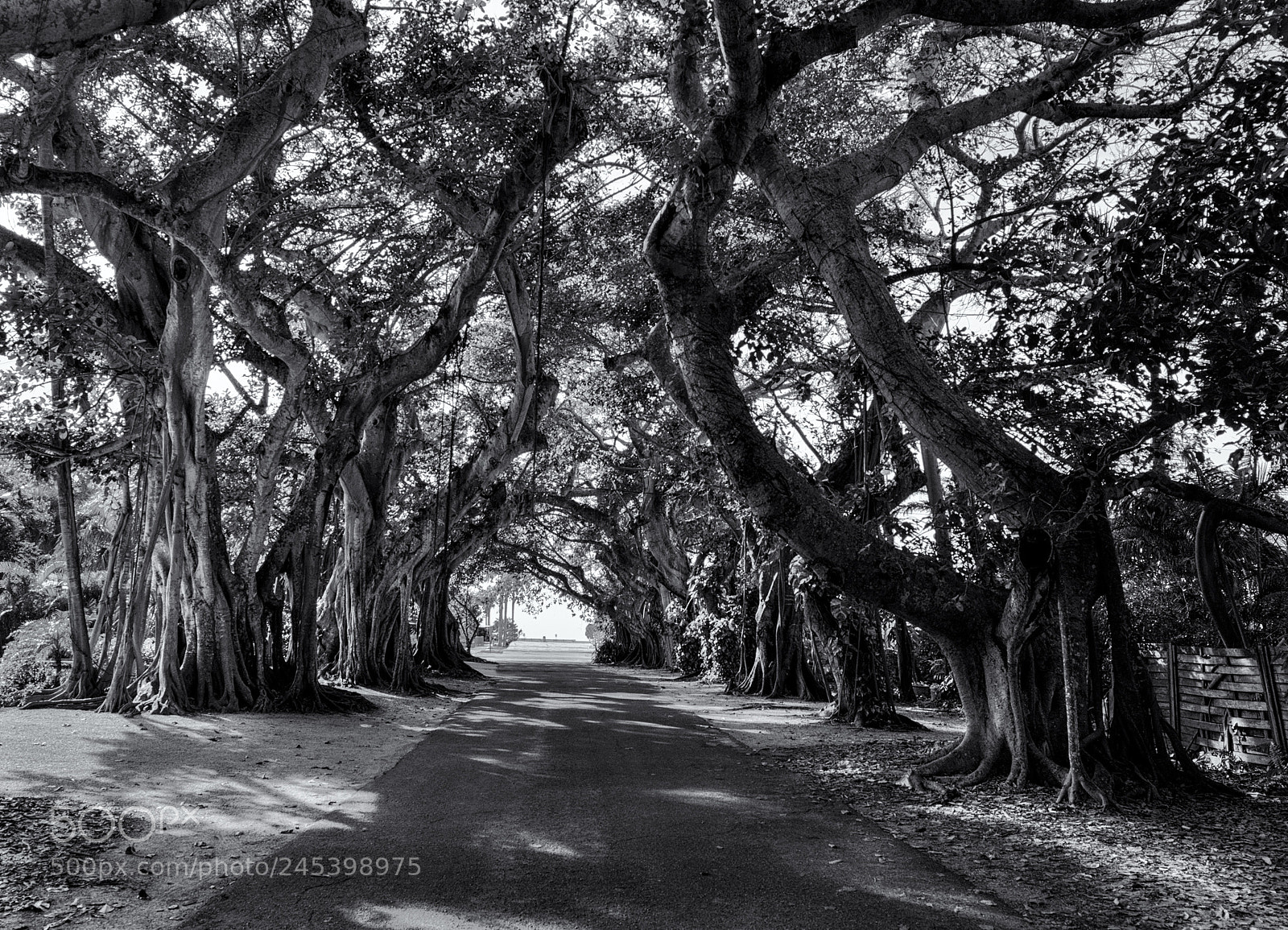 Hasselblad X1D-50c sample photo. Banyan archway photography