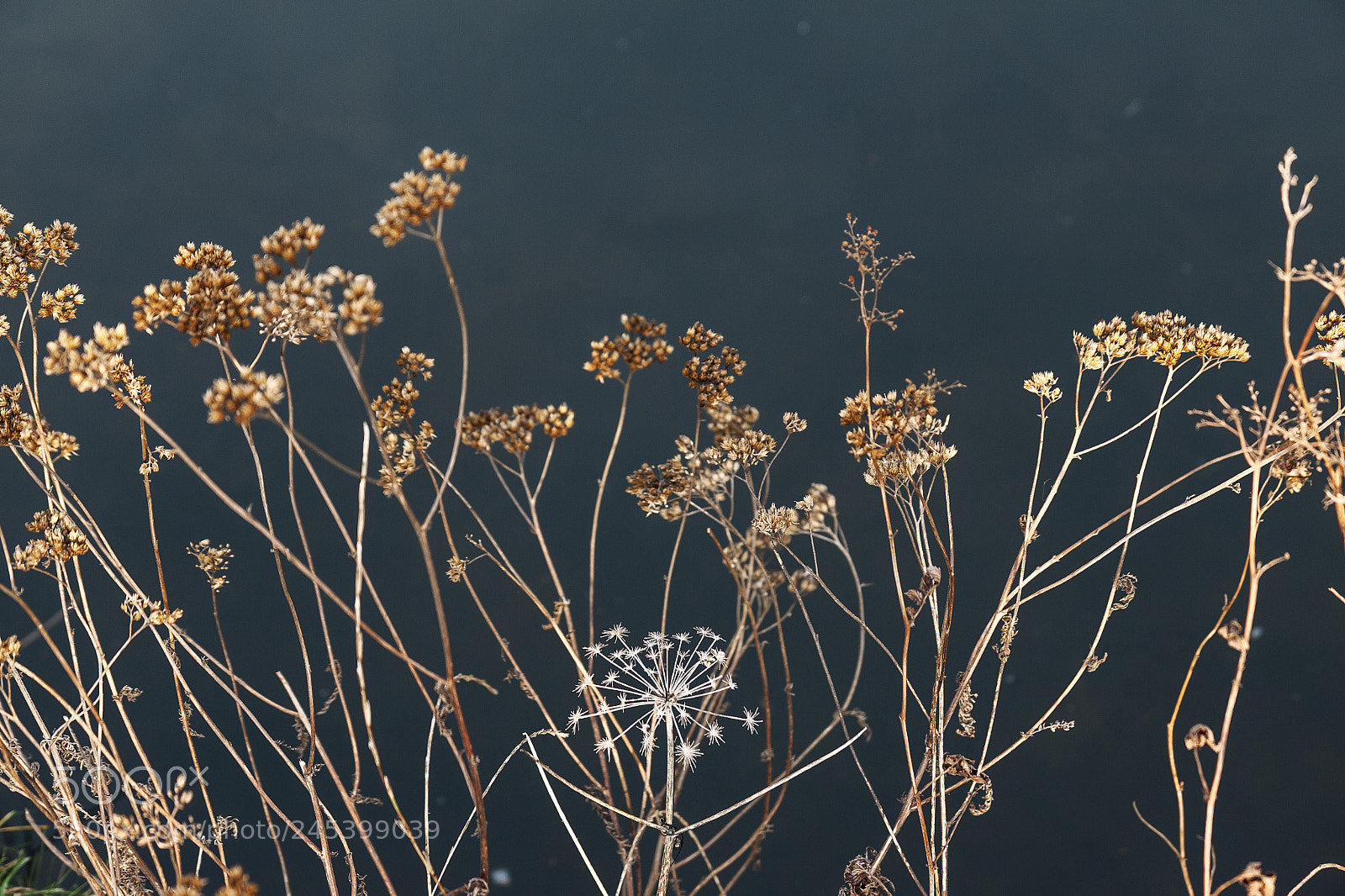 Canon EOS 50D sample photo. Untitled photography