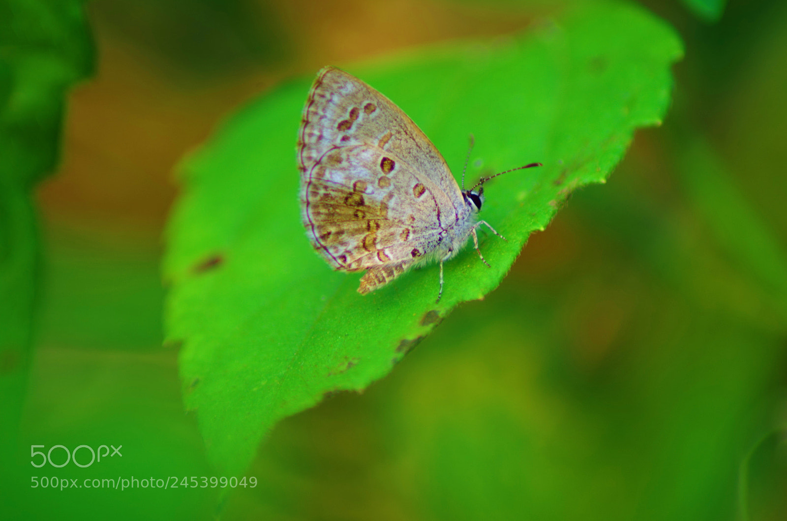 Pentax K-500 sample photo. Lime blue dry season photography