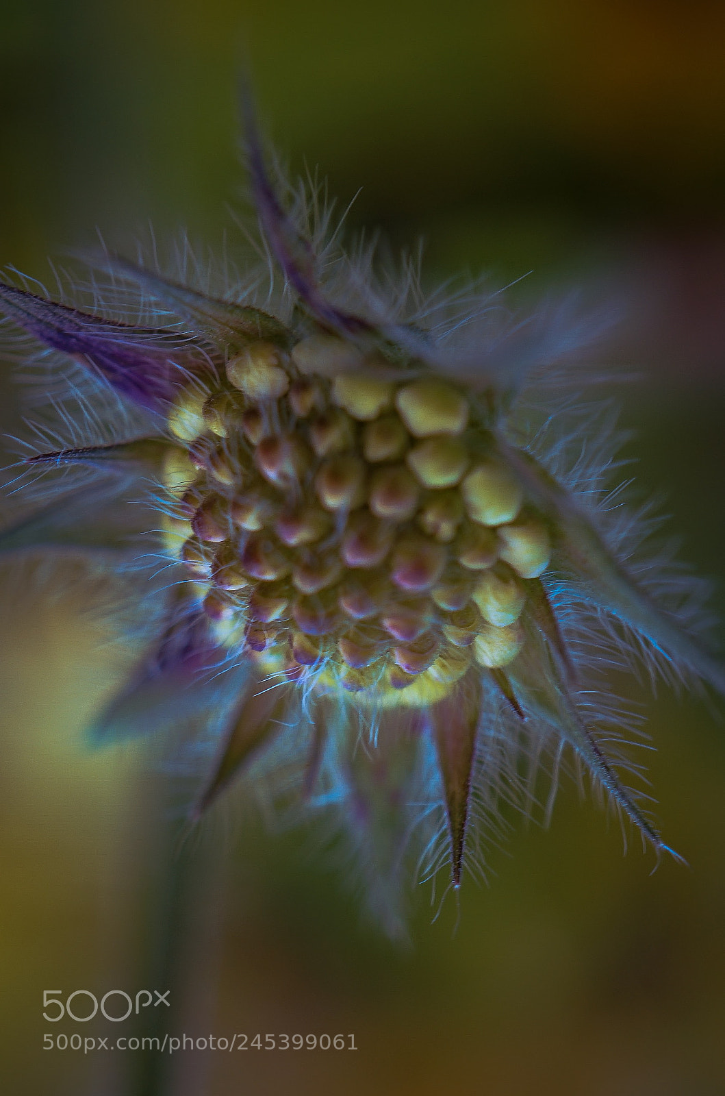 Sony a7 II sample photo. I've got dreams to photography