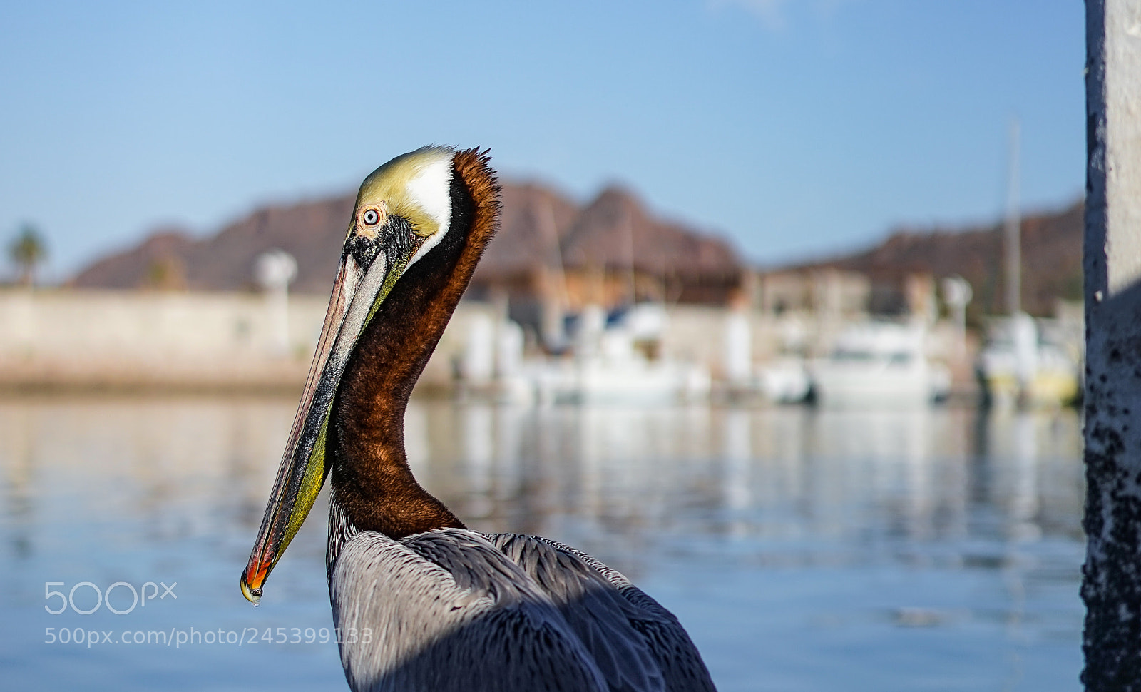 Sony a7 sample photo. Marina pelican photography