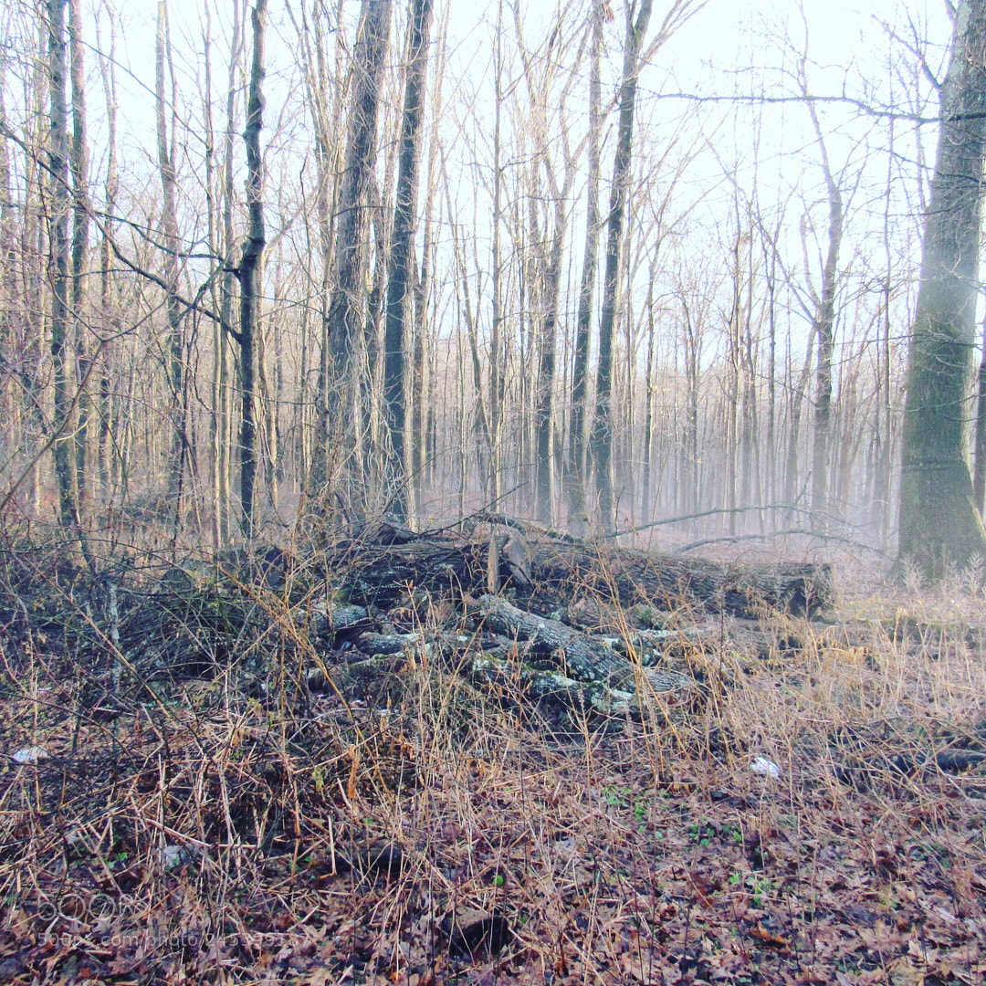 Canon PowerShot SX530 HS sample photo. Out in the woods photography