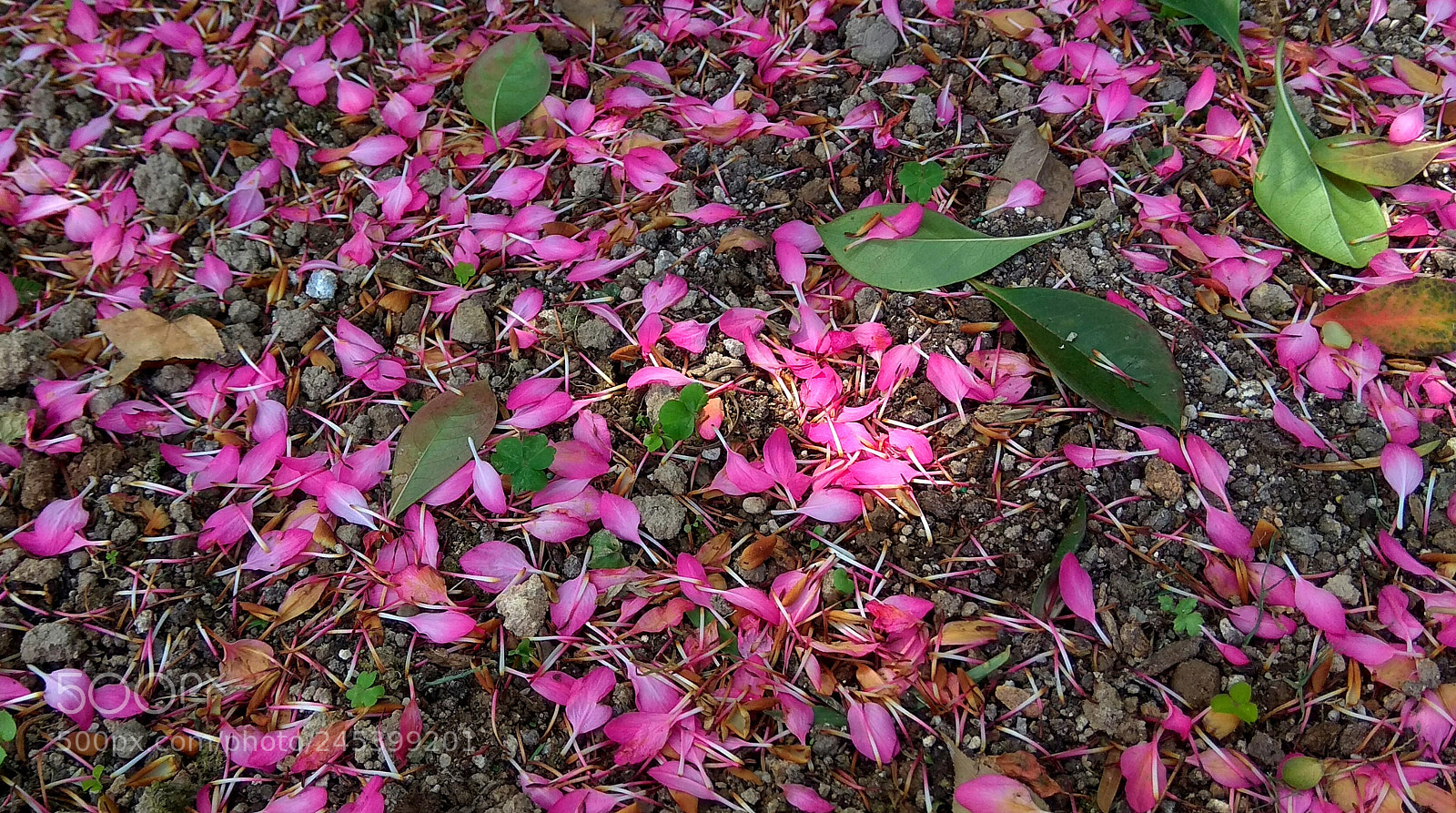 Xiaomi Redmi Note 4 sample photo. Sea of petals photography