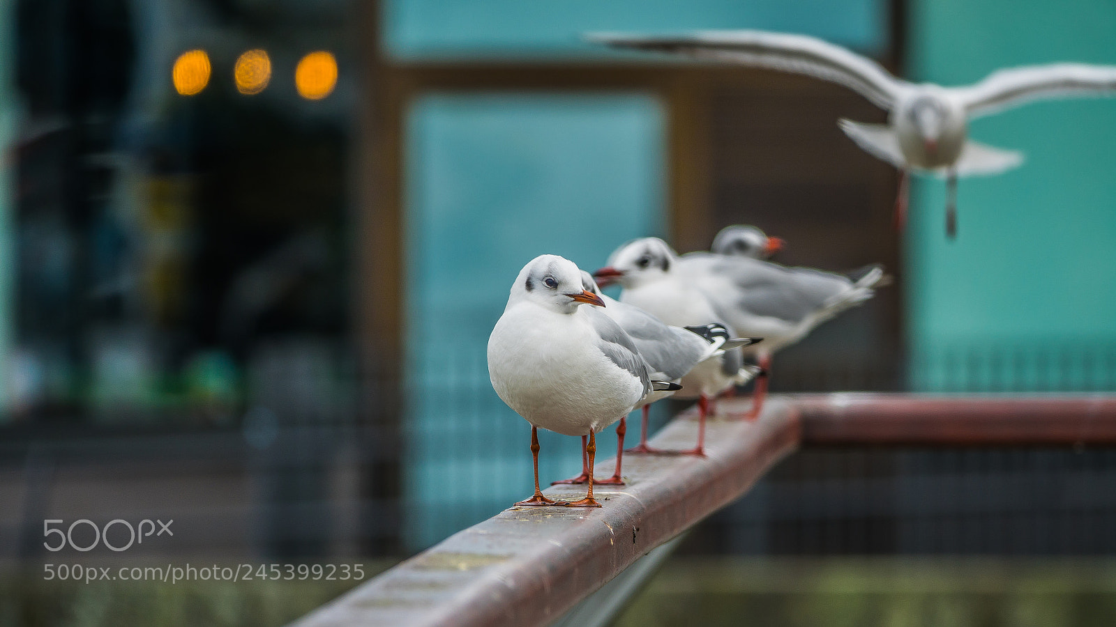 Sony Cyber-shot DSC-RX10 III sample photo. Birds photography