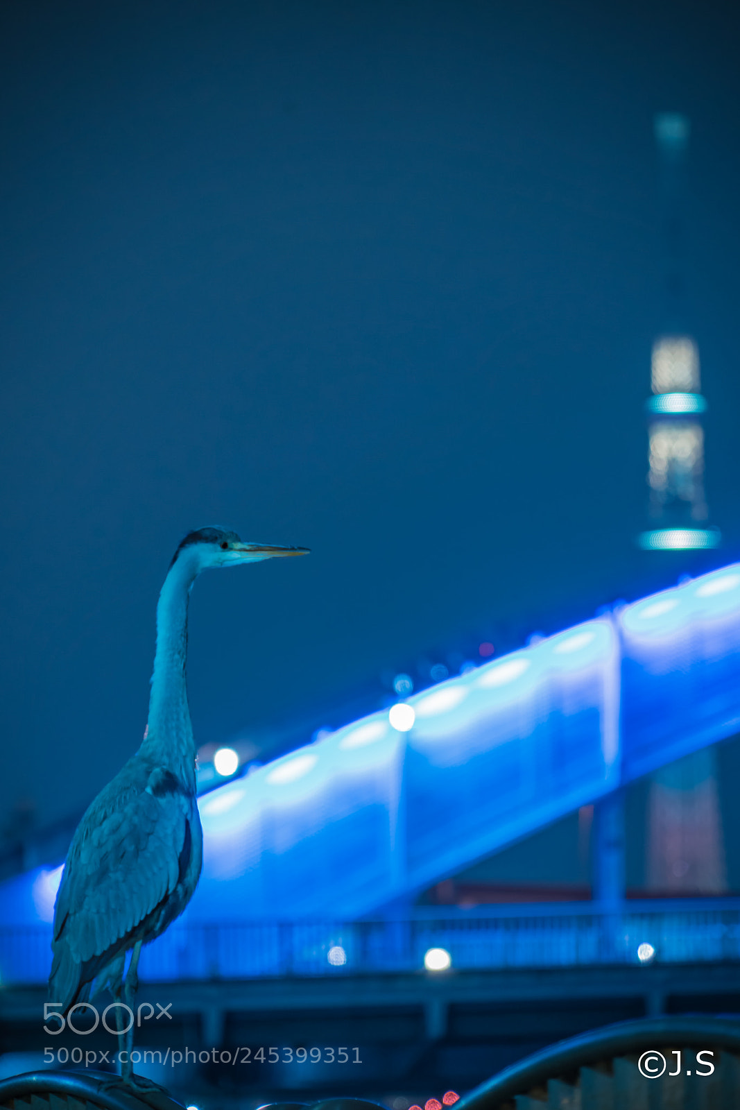 Sony a7R II sample photo. Bird in the night photography