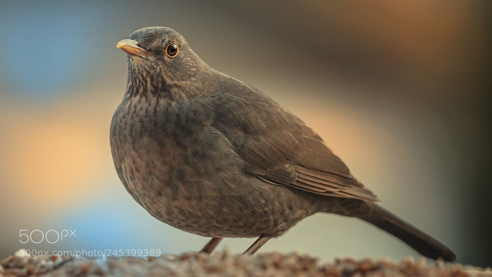 Sony a7R III sample photo. Blackbird photography