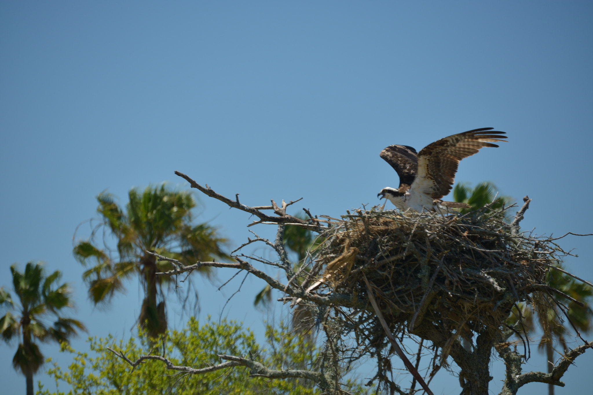 Nikon D5200 sample photo