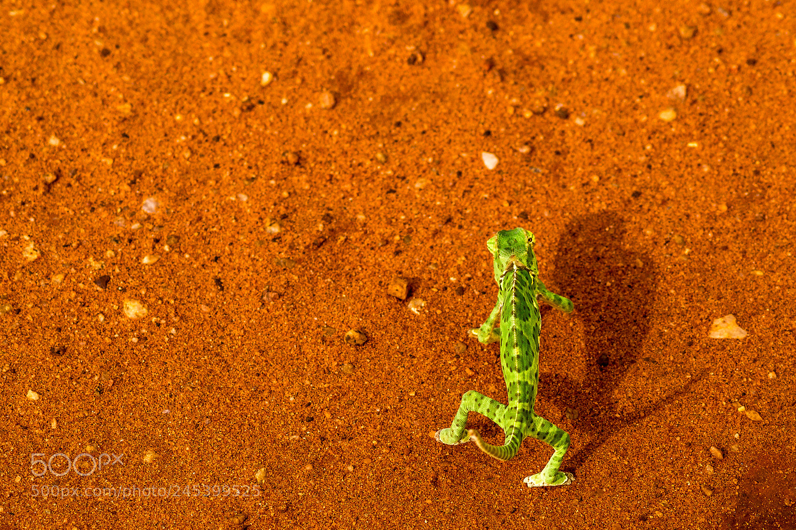 Sony SLT-A58 sample photo. Green dude photography