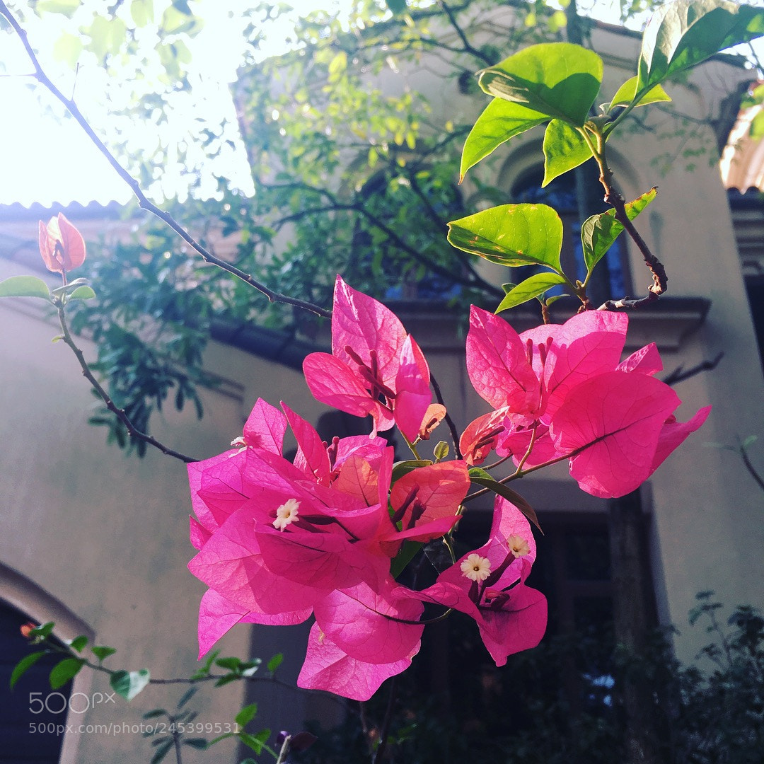 Apple iPhone 6s Plus sample photo. Untitled photography