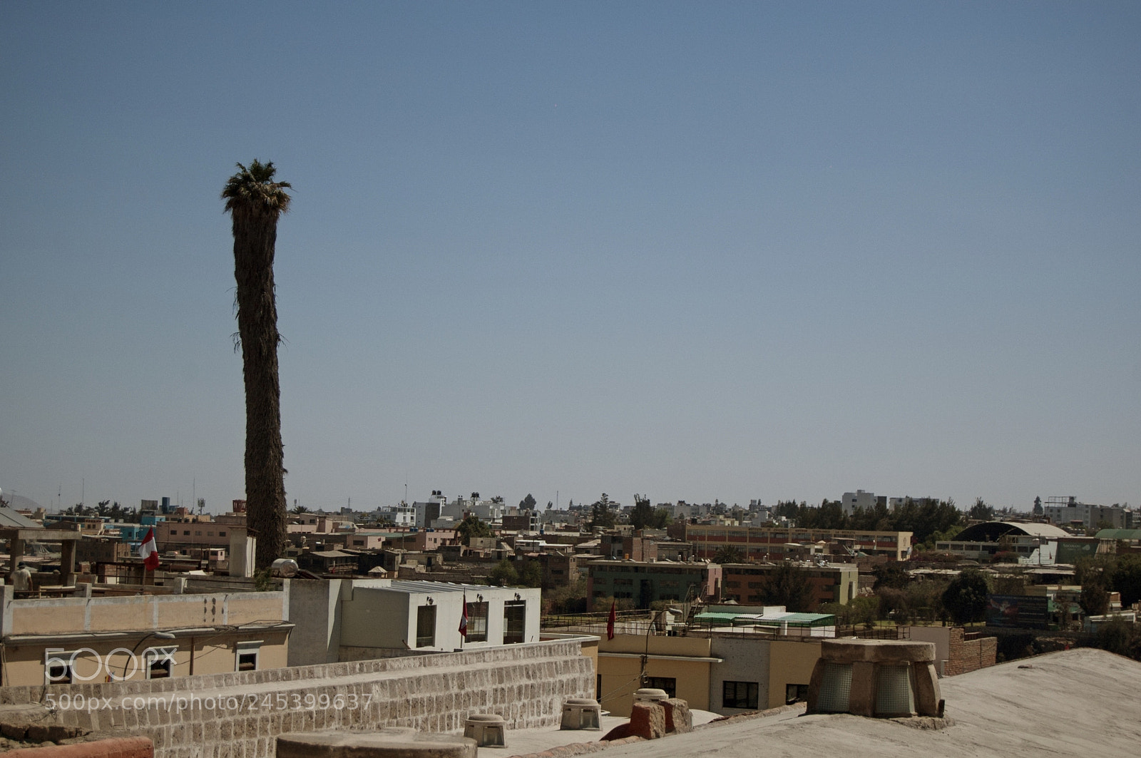 Nikon D40 sample photo. Strange palm tree photography