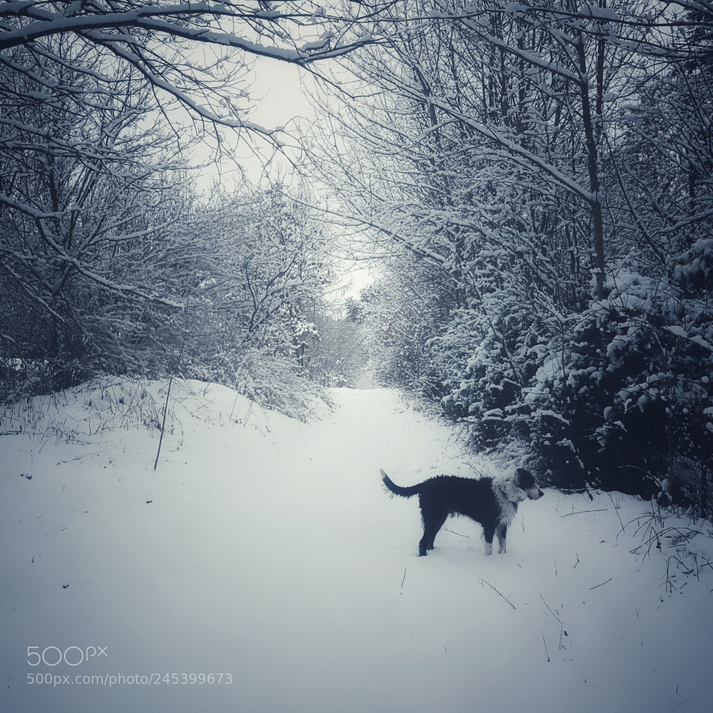 Samsung Galaxy S7 sample photo. Forrest covered in snow photography