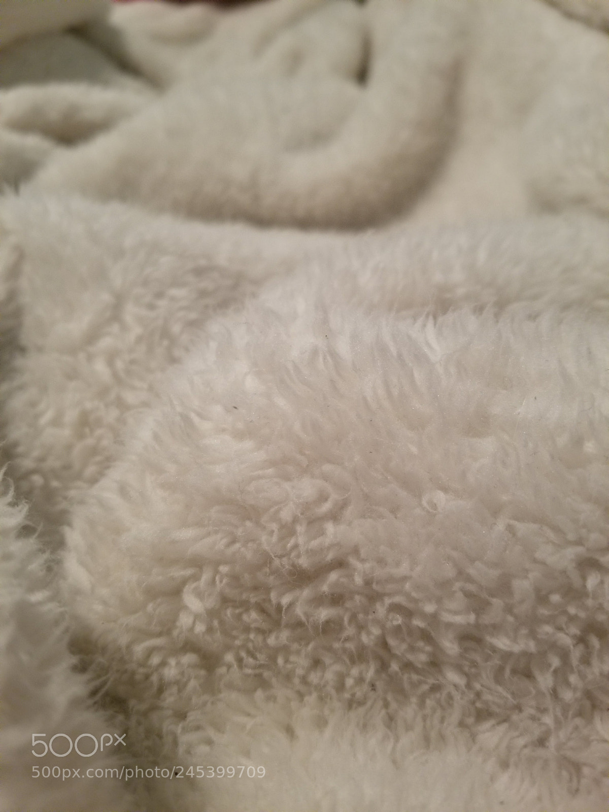 Samsung Galaxy S8 sample photo. Fuzziness photography