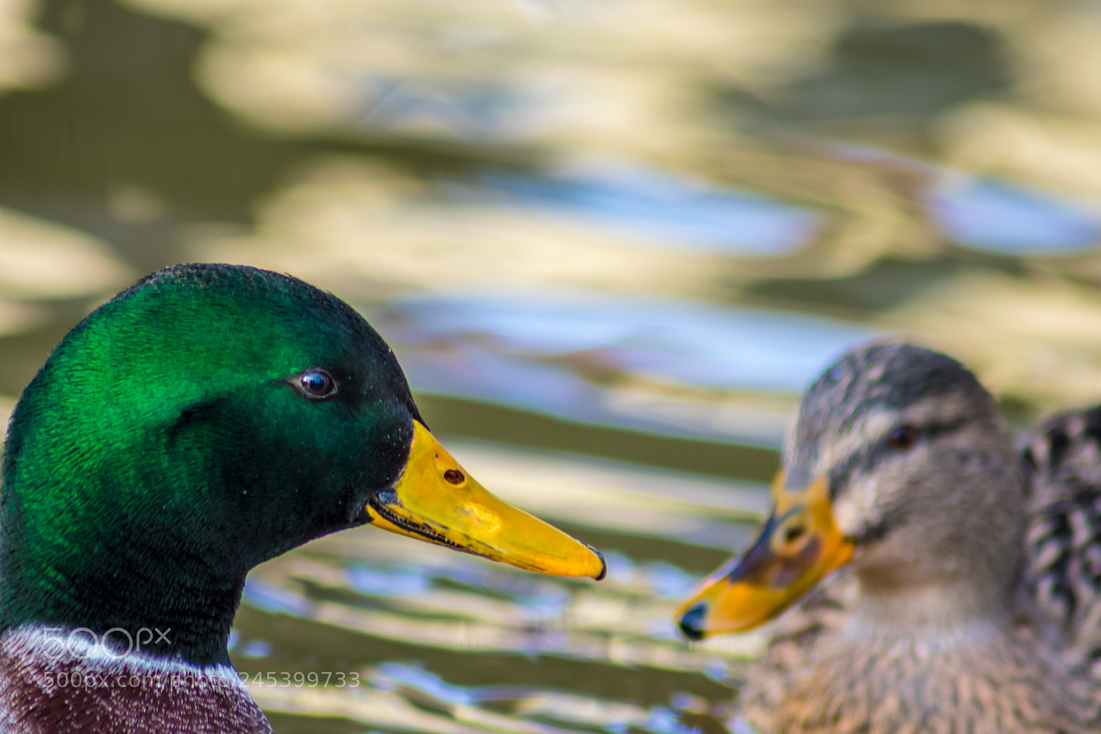 Nikon D3400 sample photo. Sguardi photography