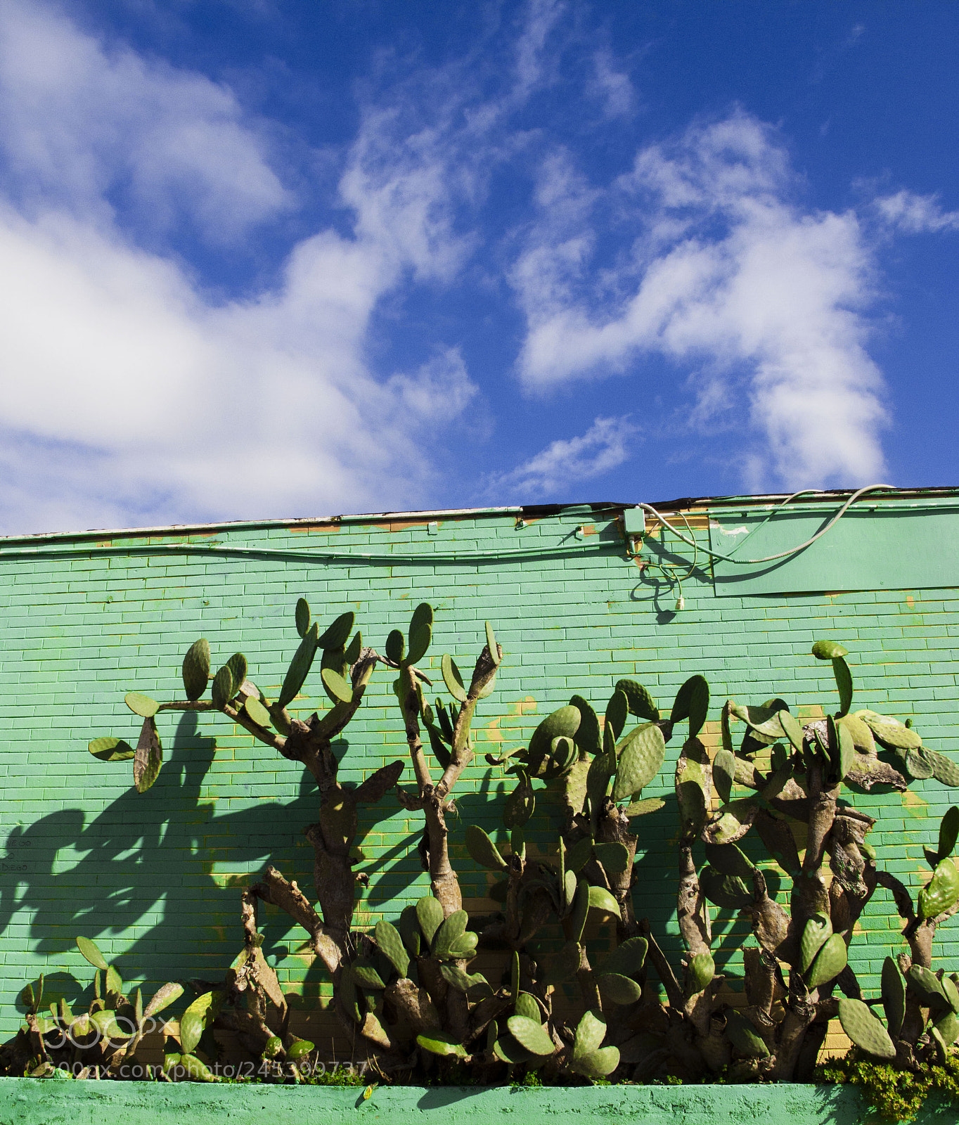 Canon PowerShot G10 sample photo. Cactus mercato roma70 photography