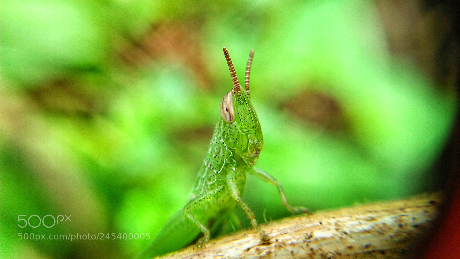 OPPO A37fw-International sample photo. Untitled photography