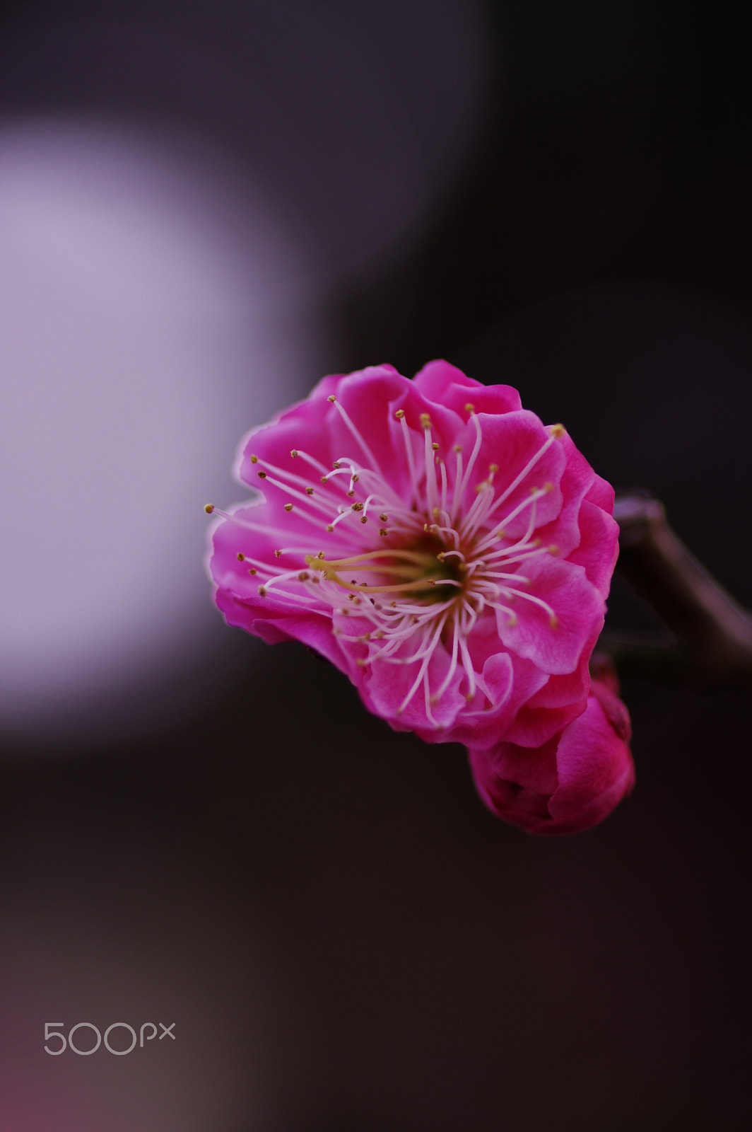 Pentax smc D-FA 100mm F2.8 Macro WR sample photo. Double ume blossoms 1 photography