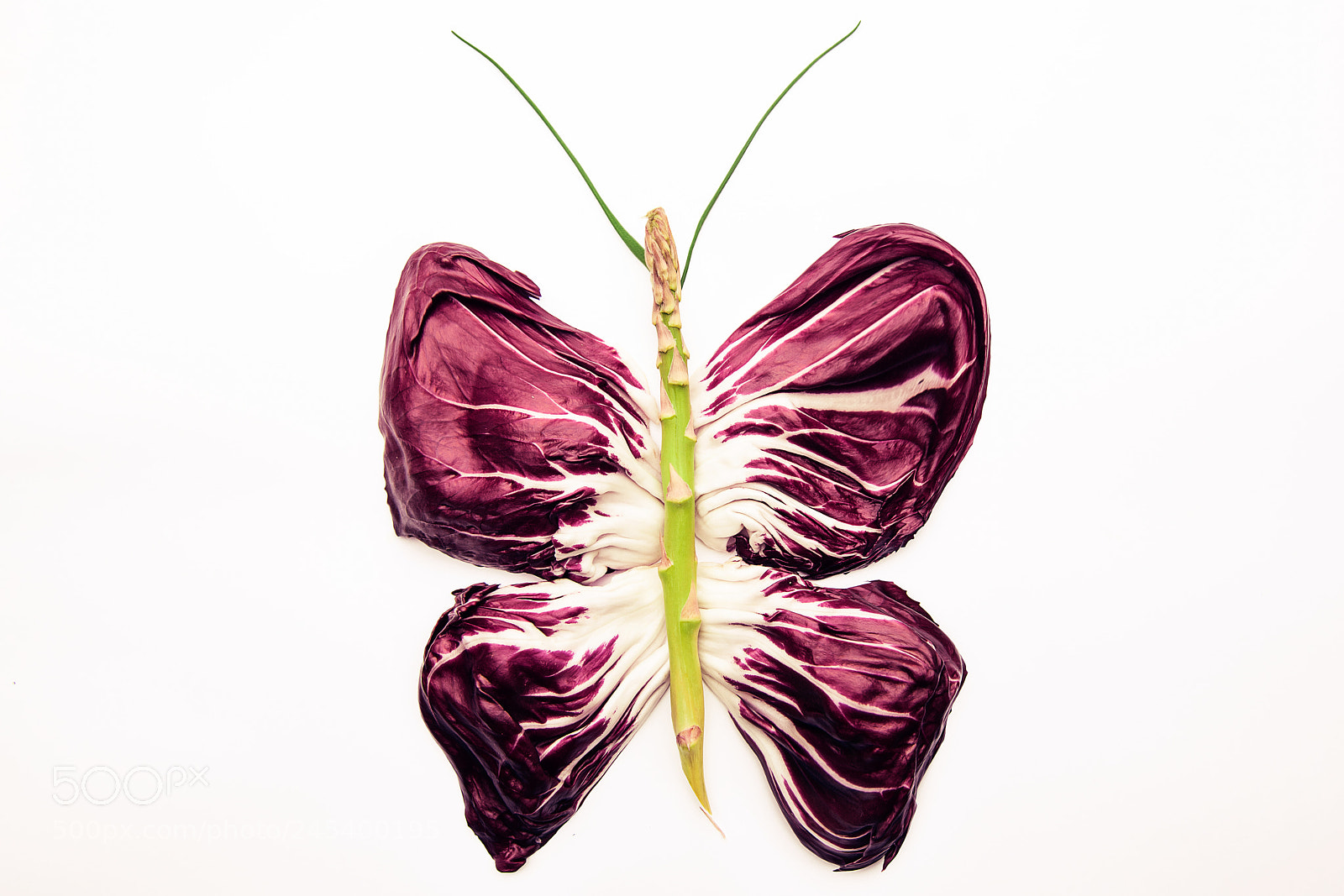 Nikon D850 sample photo. Butterfly photography