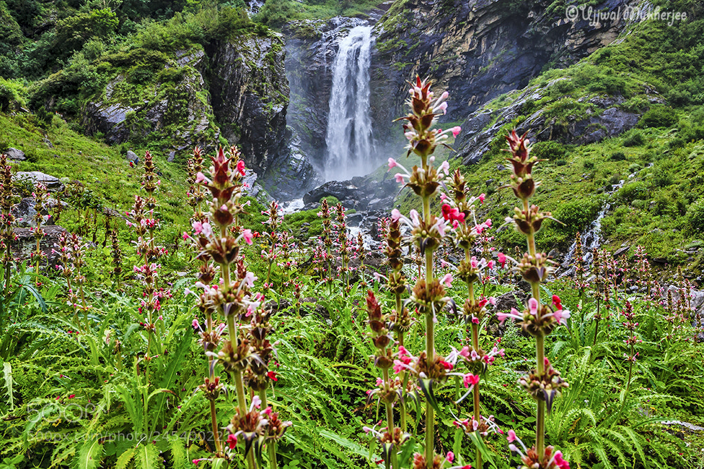 Canon EOS 5D sample photo. Valley of flowers photography