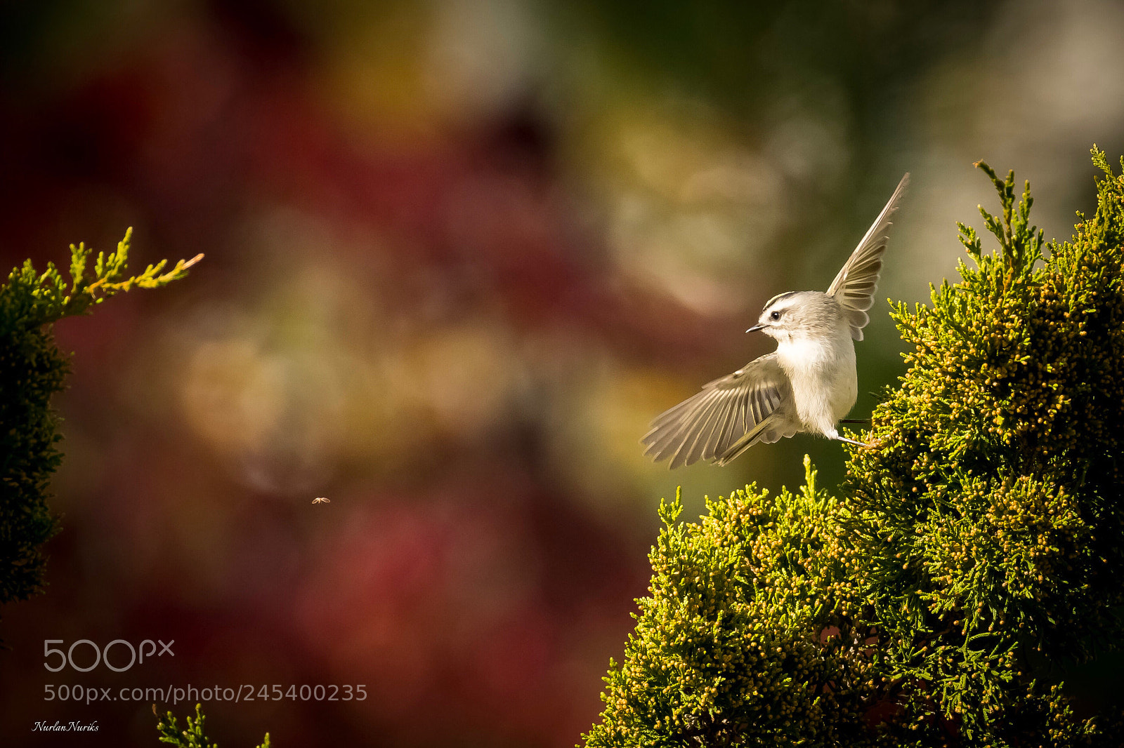 Nikon D500 sample photo. Golden-crowned kinglet / 2 photography