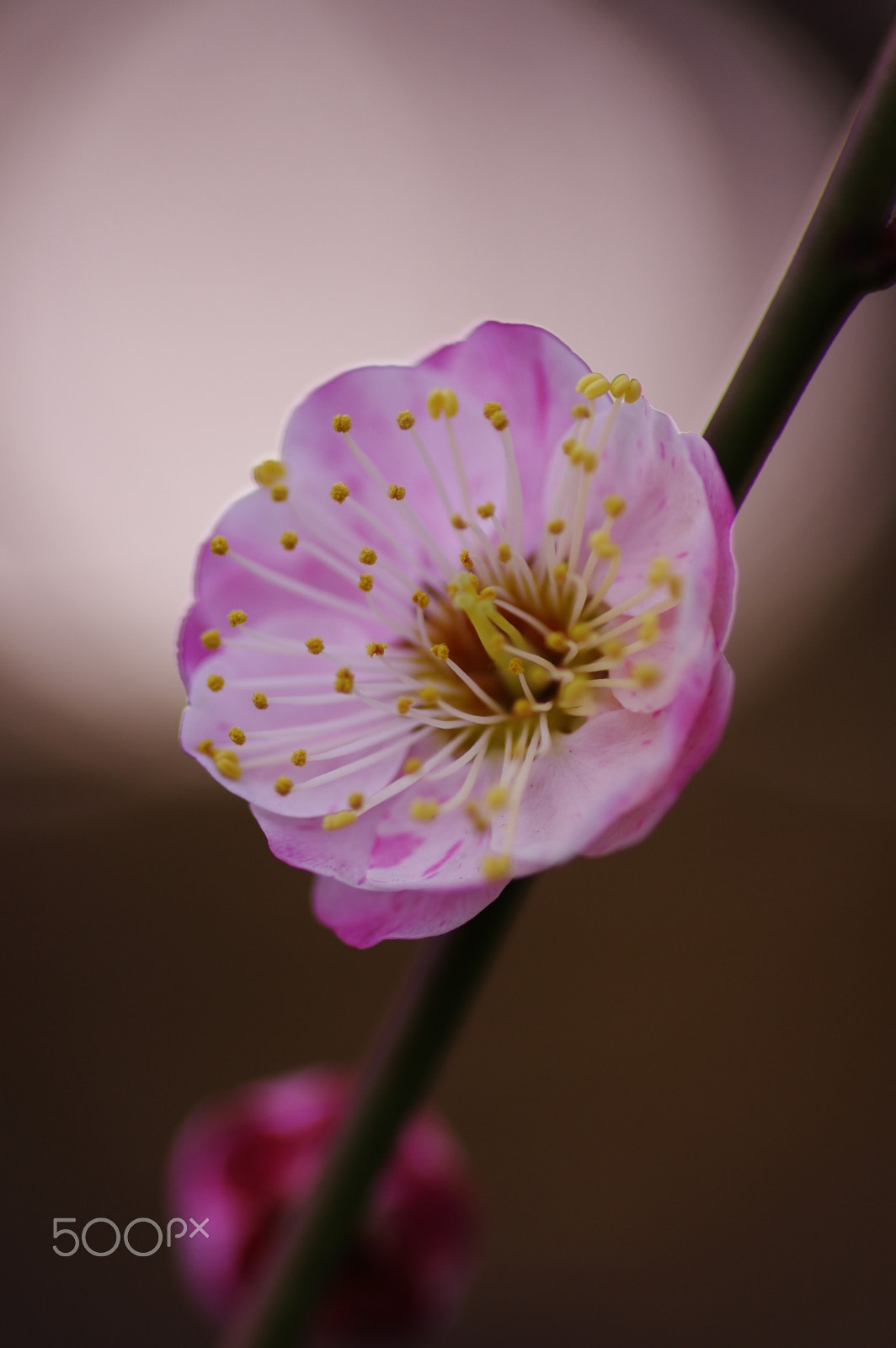 Pentax K-3 sample photo. Double ume blossoms 2 photography