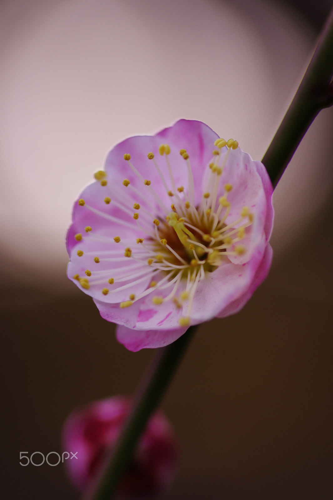 Pentax smc D-FA 100mm F2.8 Macro WR sample photo. Double ume blossoms 2 photography