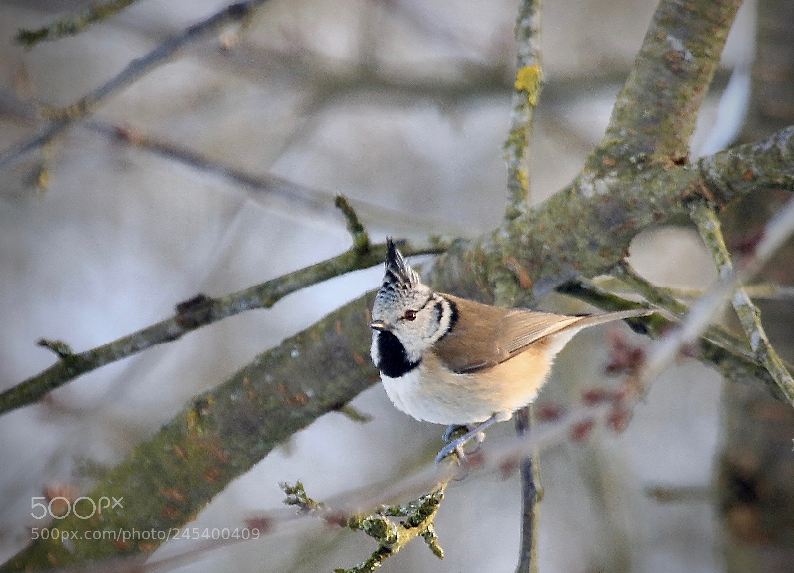 Canon EOS 7D Mark II sample photo. Haubenmeise photography