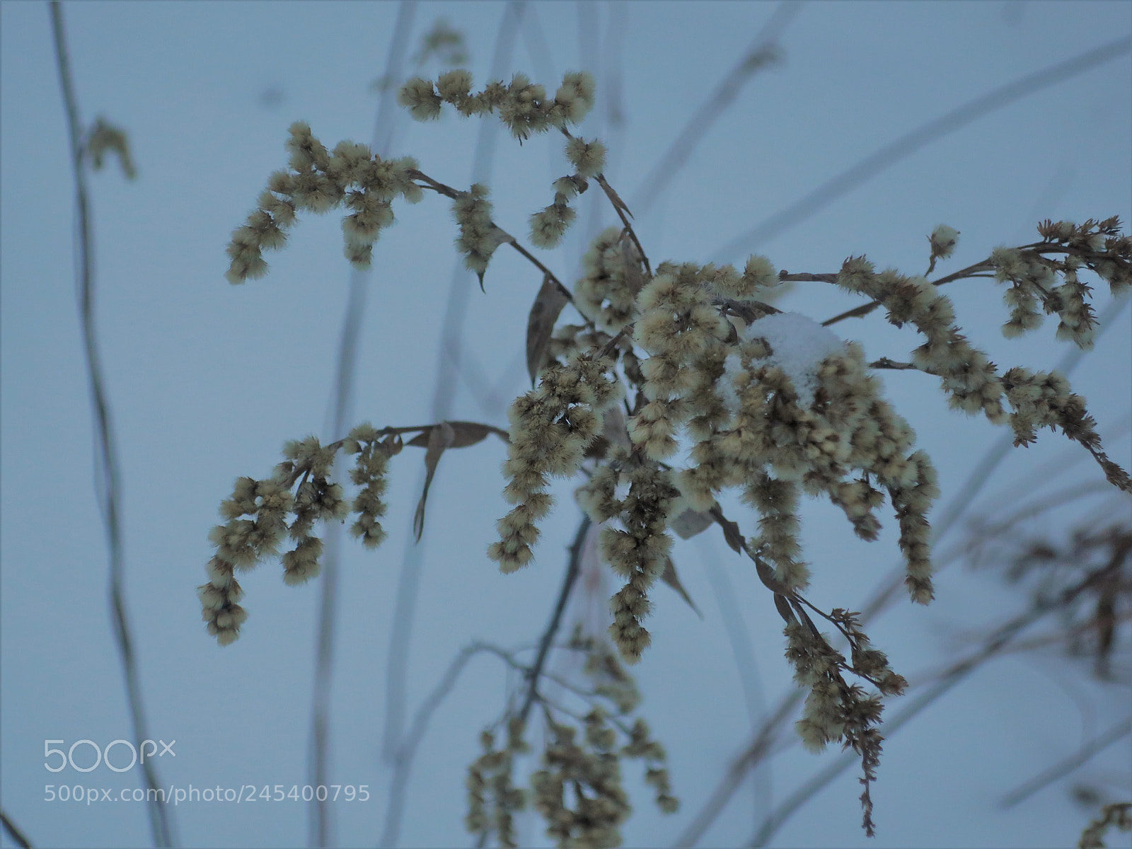 Canon PowerShot G9 X Mark II sample photo. Winter flowers photography