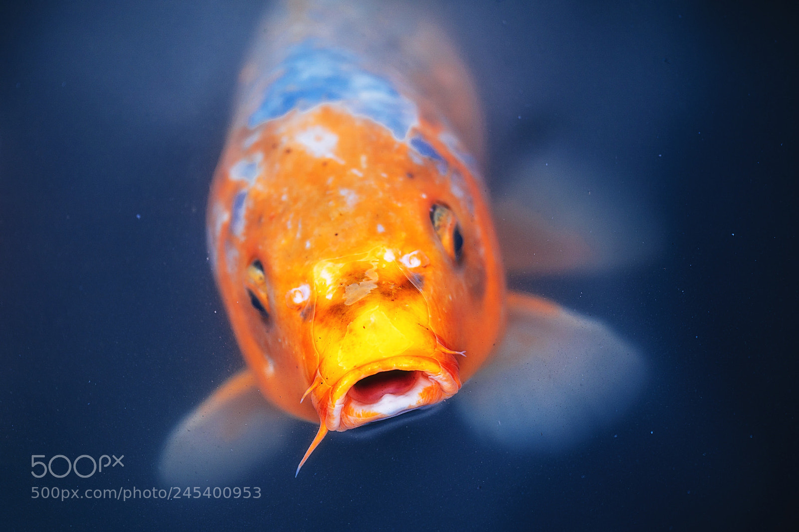 Sony a9 sample photo. Koi in a frozen photography